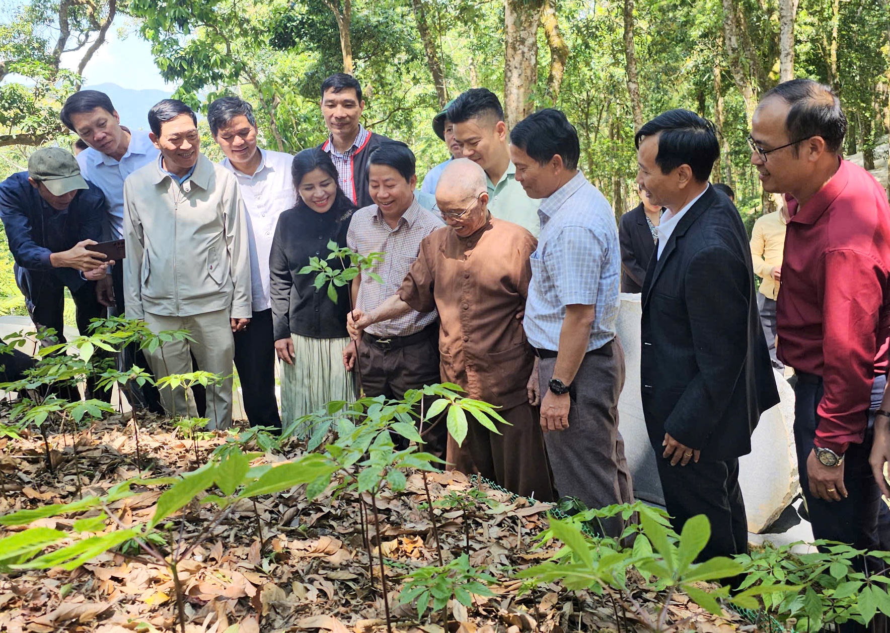 Thanh niên khởi nghiệp với cây giống sâm Ngọc Linh tại Quảng Ngãi năm 2026 - Ảnh 3.