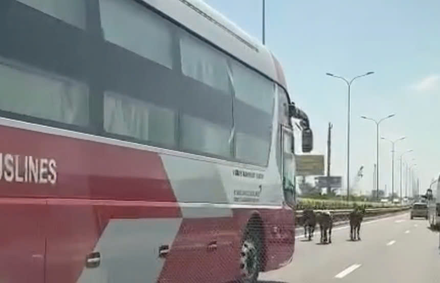 Đ&agrave;n b&ograve; "đi lạc" v&agrave;o cao tốc TPHCM- Long Th&agrave;nh- Dầu Gi&acirc;y - Ảnh 3.