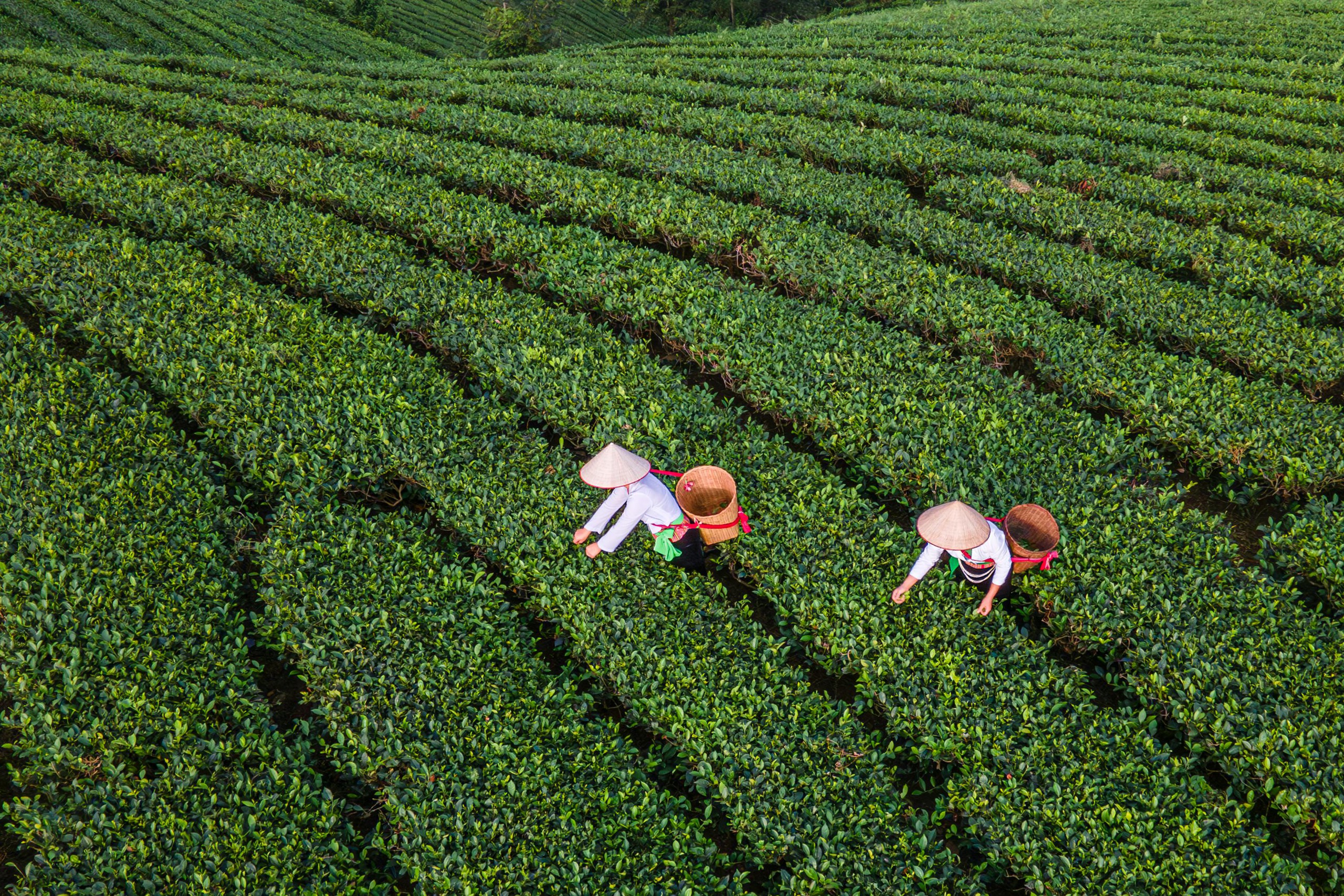 Một chén trà, một nếp người - Ảnh 3.