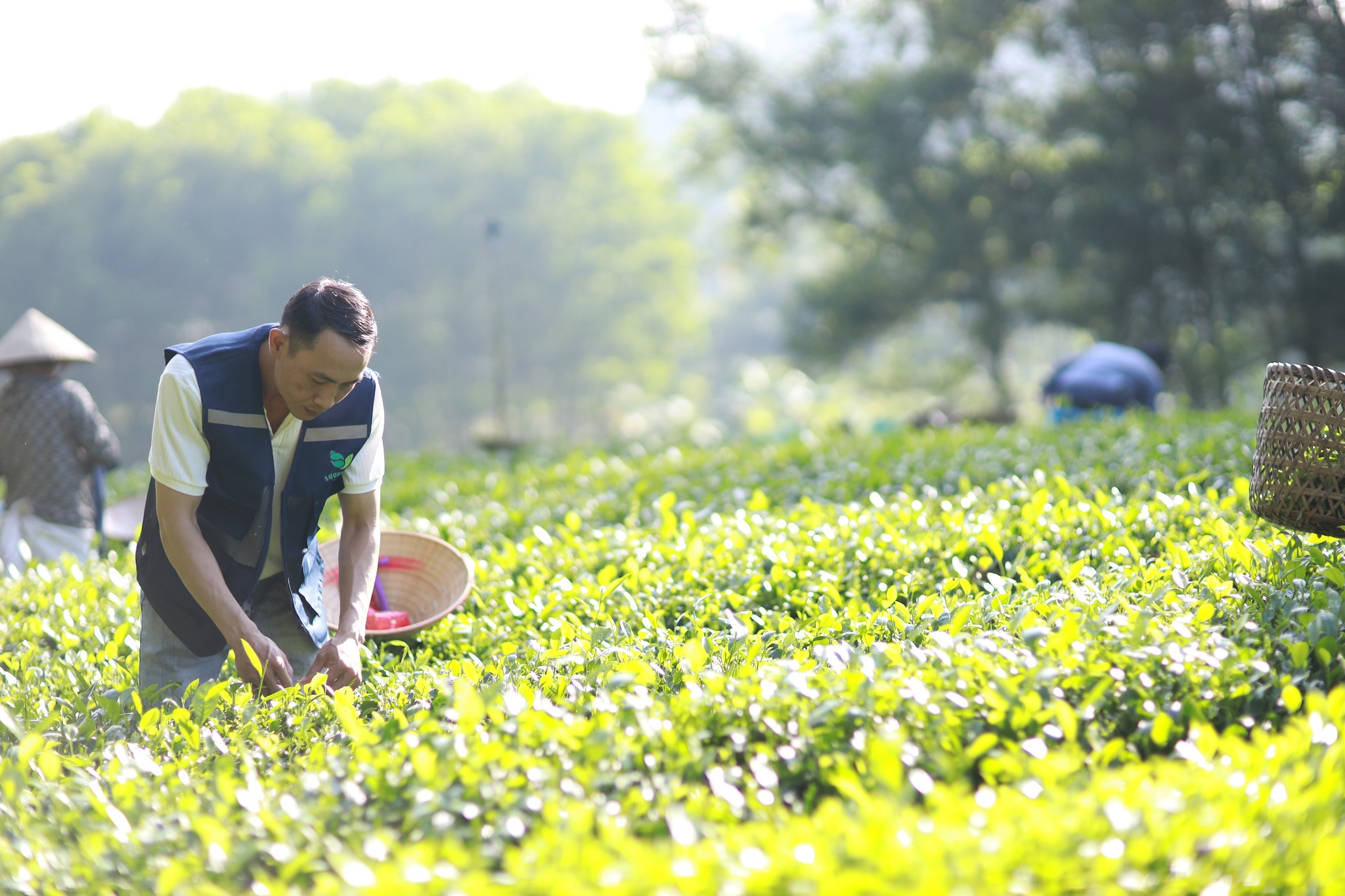 Về xóm trà Sương Mai sống chậm - Ảnh 10.