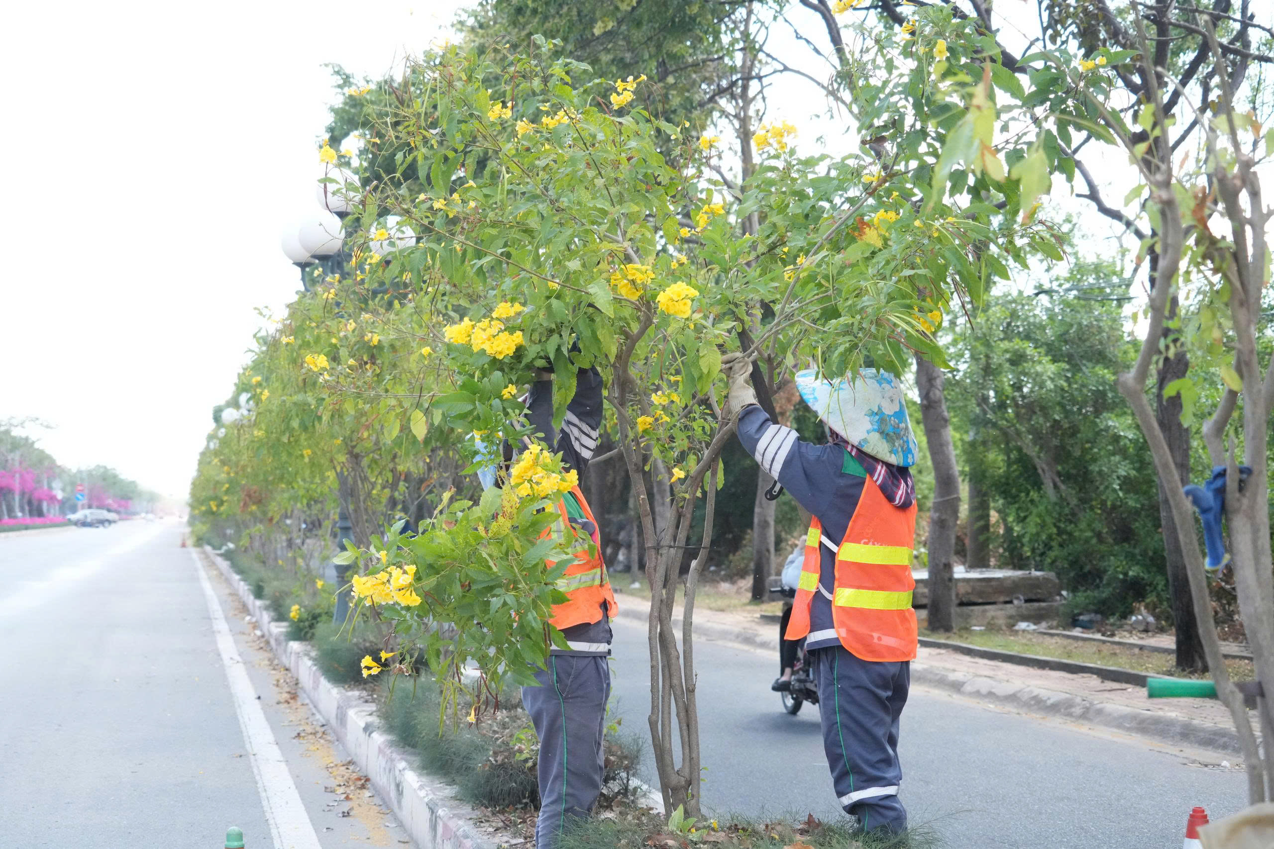 L&yacute; do nhổ h&agrave;ng c&acirc;y huỳnh li&ecirc;n tr&ecirc;n cung đường đẹp bậc nhất v&agrave;o Vũng T&agrave;u - Ảnh 1.
