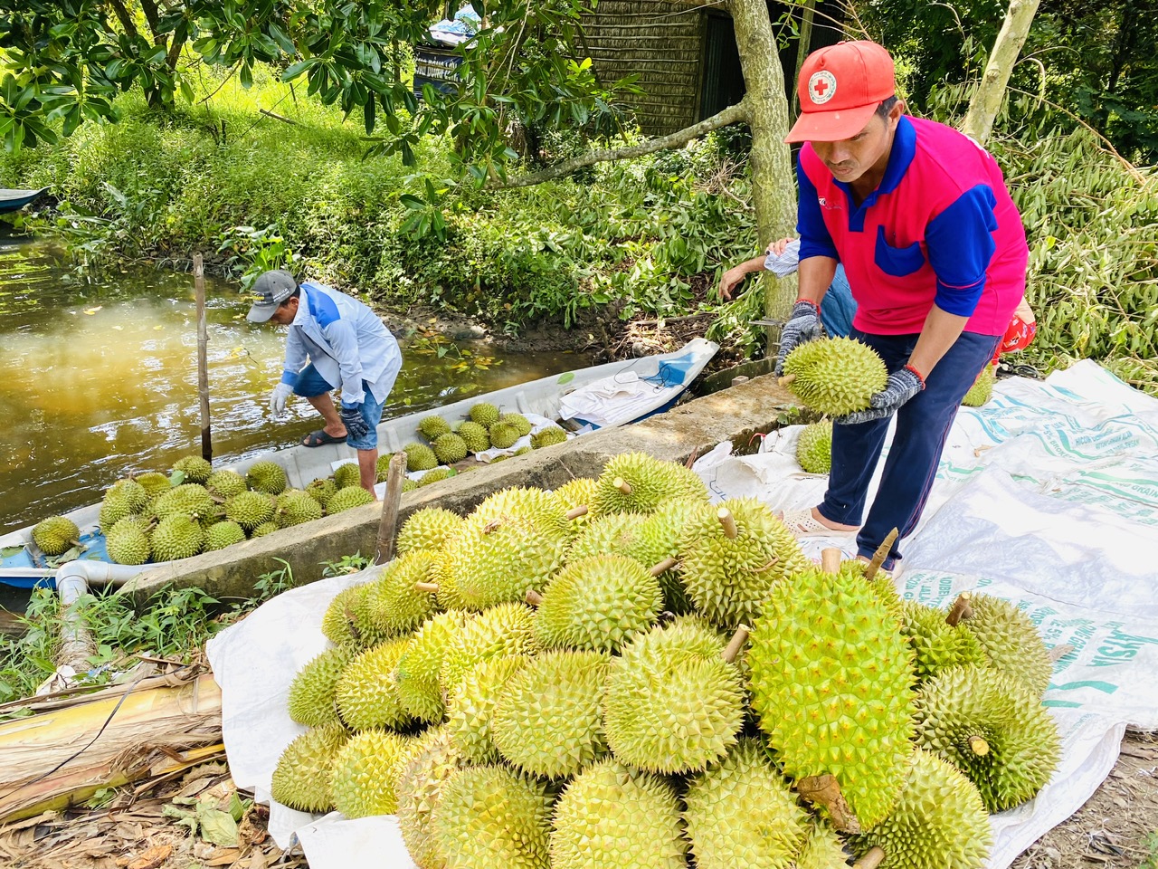 Giá sầu riêng giảm mạnh 2026: Nhà vườn vẫn có lãi nhờ bán trước - Ảnh 1.