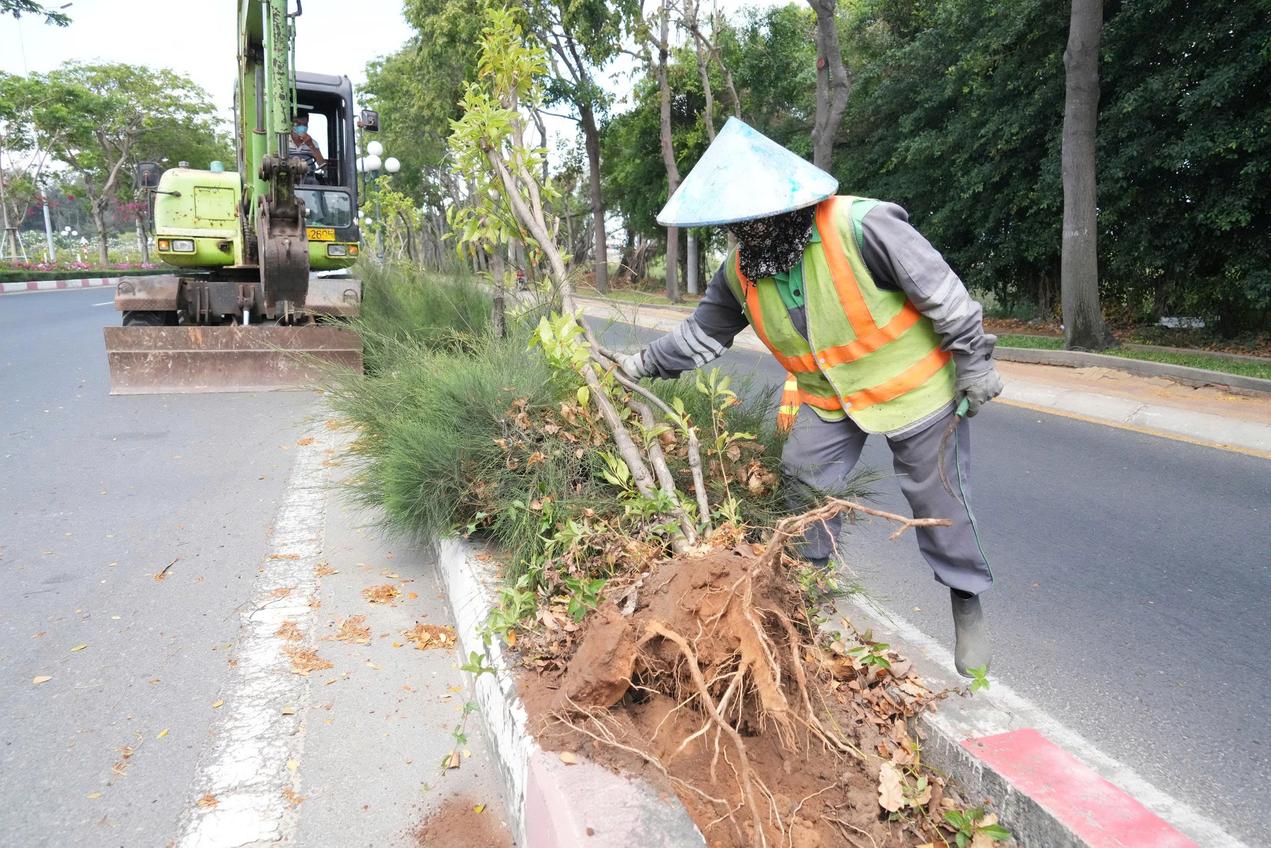 L&yacute; do nhổ h&agrave;ng c&acirc;y huỳnh li&ecirc;n tr&ecirc;n cung đường đẹp bậc nhất v&agrave;o Vũng T&agrave;u - Ảnh 2.
