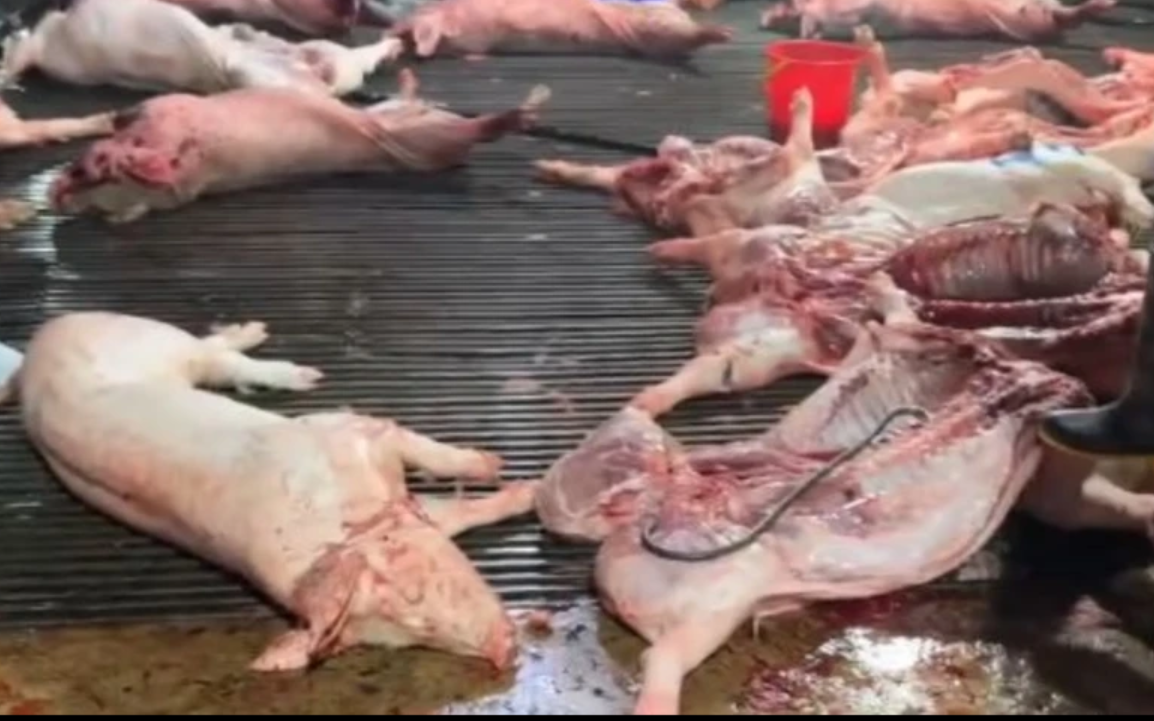 Nhức nhối heo bệnh tuồn ra thị trường, Thủ tướng chỉ đạo chấn chỉnh kiểm soát giết mổ