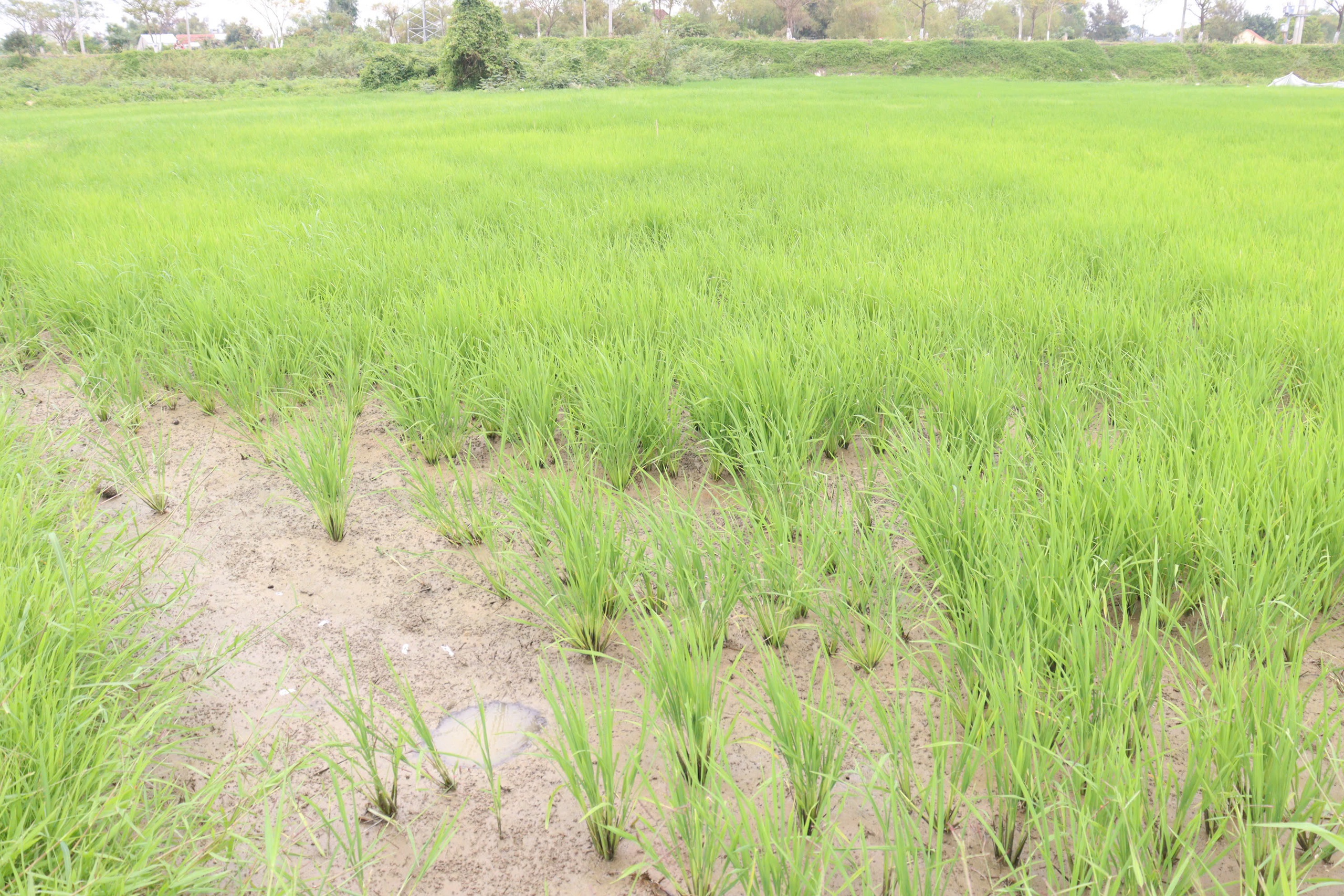 Nông dân Đà Nẵng "méo mặt" vì mặn đến sớm, kêu gọi thủy điện xả nước - Ảnh 1.