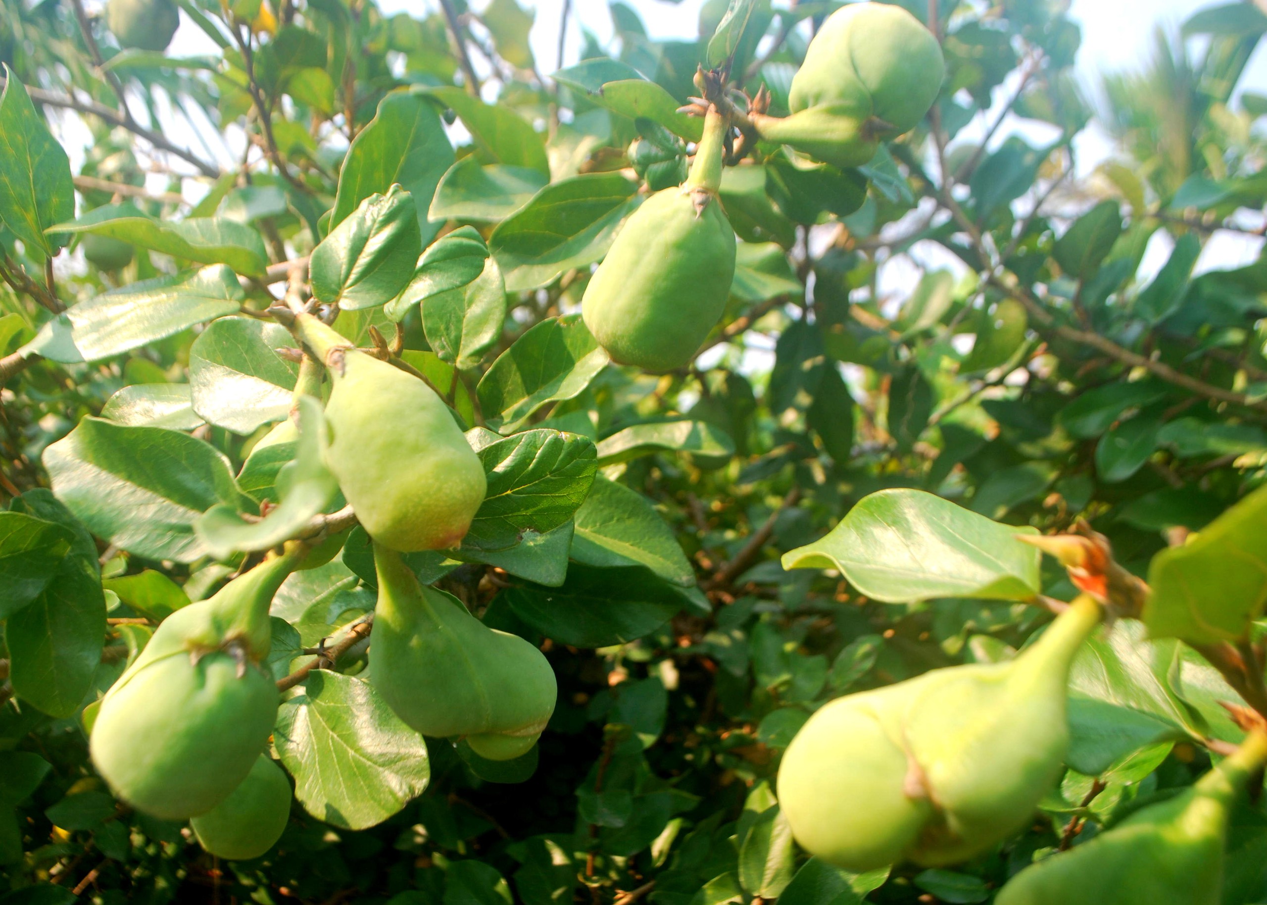 Uống trà trâu cổ làm “khổ” quý ông - Ảnh 2.