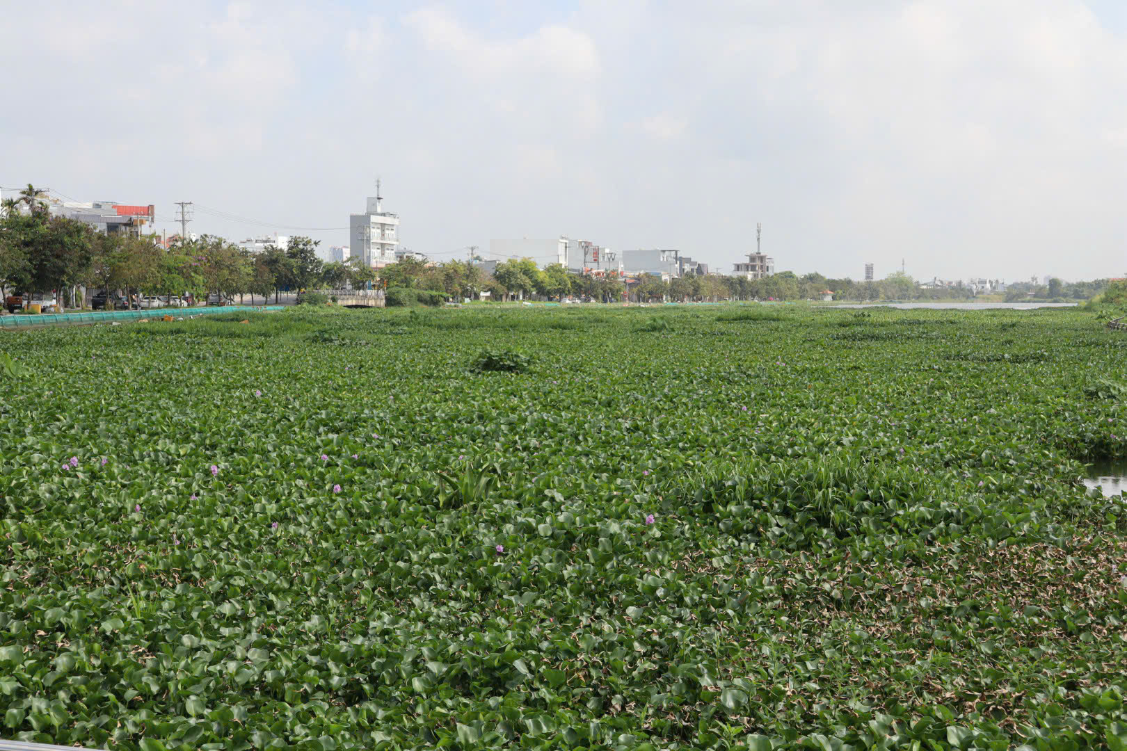 Cần Thơ: Chỉ đạo "nóng" sau phản ánh trên Báo Người Lao Động về việc ô nhiễm tại hồ Búng Xáng - Ảnh 1.