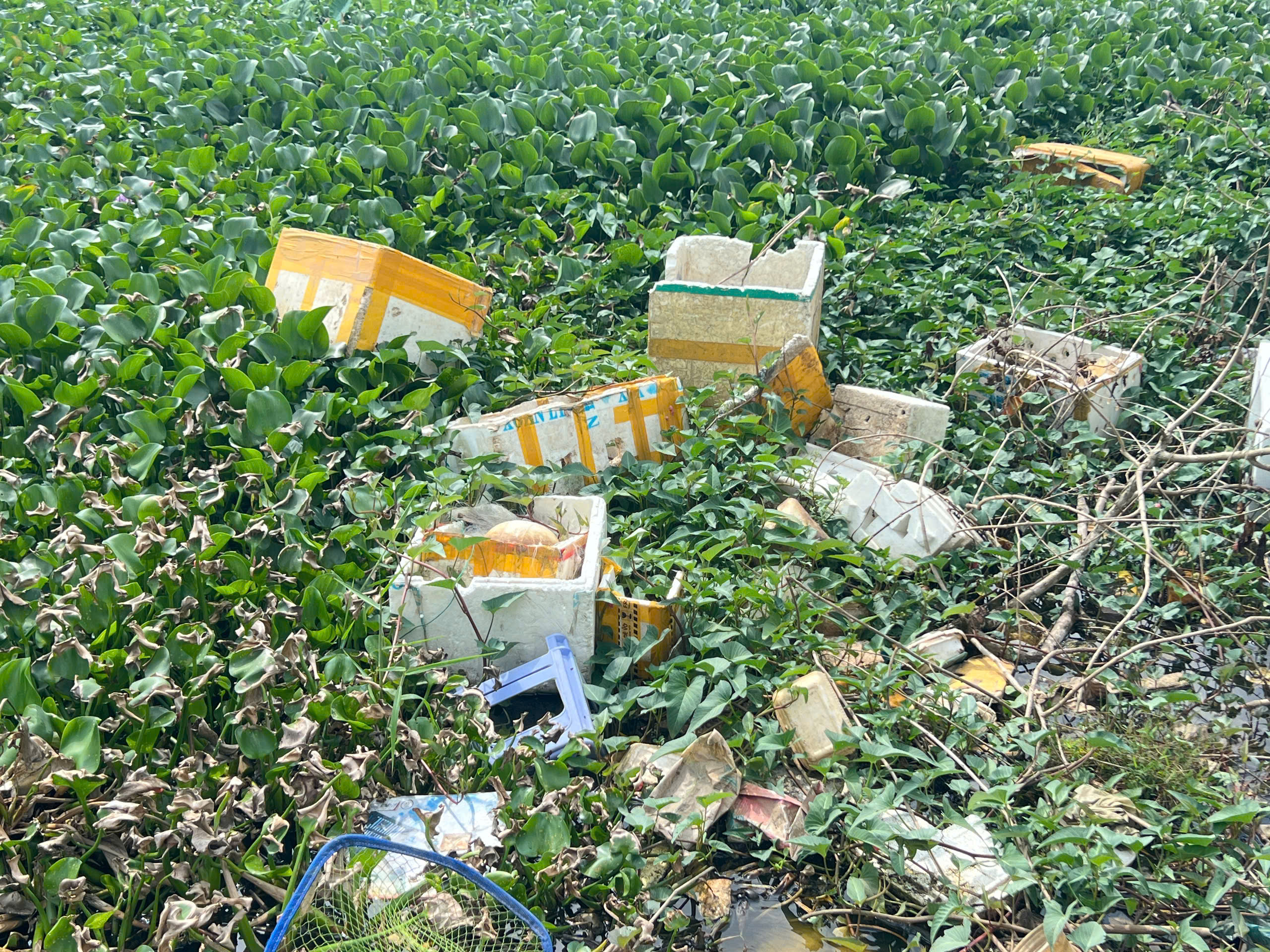 Cần Thơ: Chỉ đạo "nóng" sau phản ánh trên Báo Người Lao Động về việc ô nhiễm tại hồ Búng Xáng - Ảnh 3.