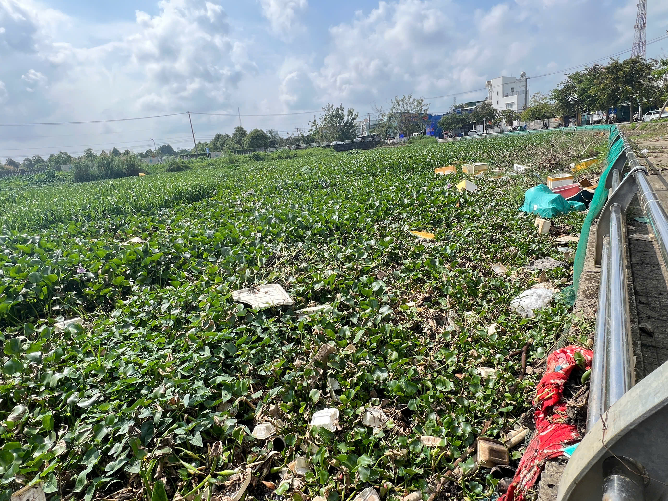 Cần Thơ: Chỉ đạo "nóng" sau phản ánh trên Báo Người Lao Động về việc ô nhiễm tại hồ Búng Xáng - Ảnh 2.