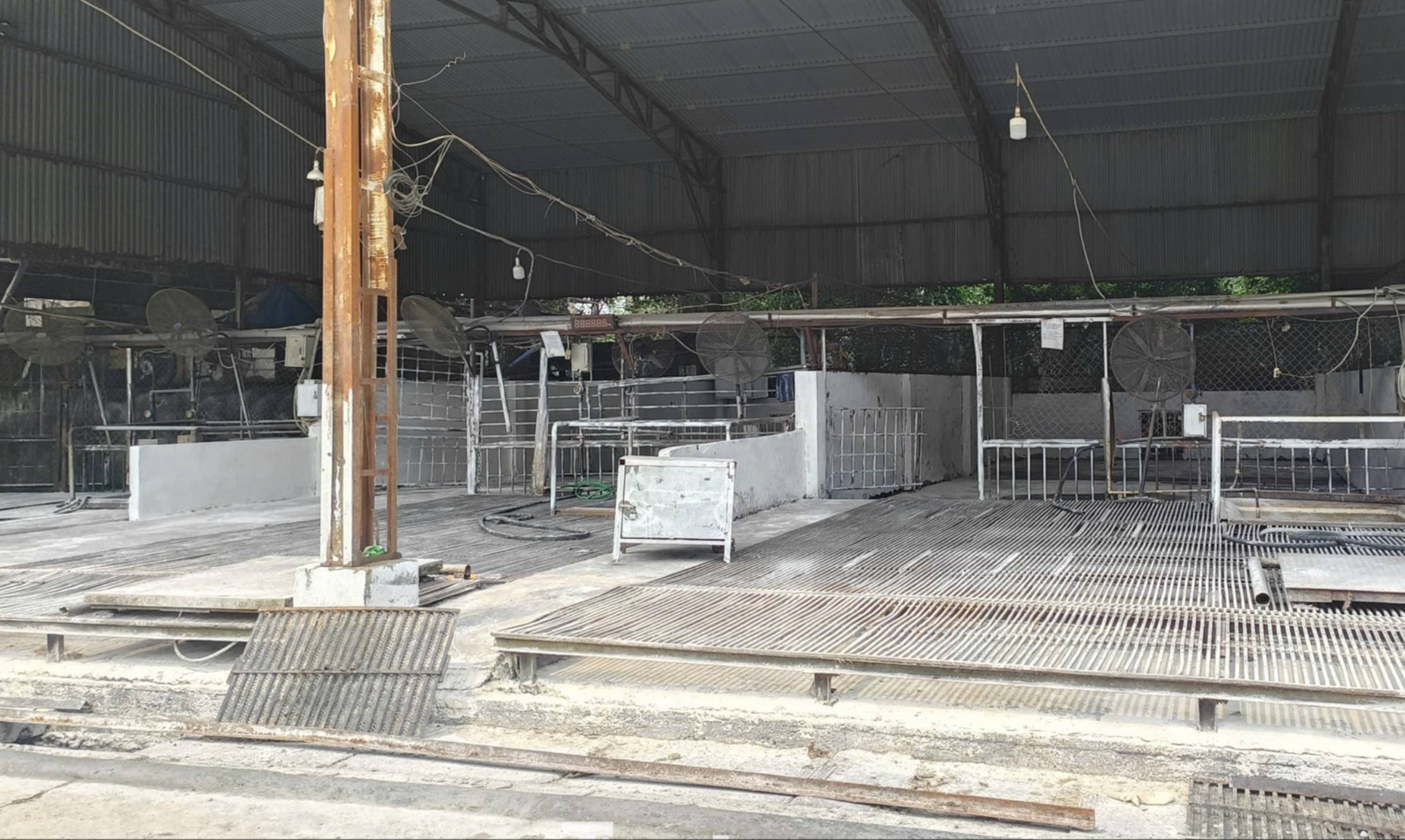 Cán bộ kiểm dịch thú y "vòi tiền" tiếp tay tiêu thụ 3.600 con lợn bệnh - Ảnh 2.
