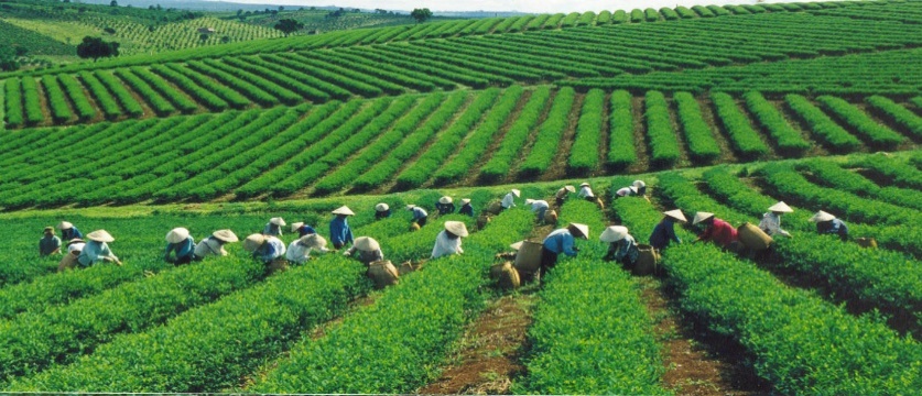 Việt hóa trà Ô long và nâng tầm ra thế giới  - Ảnh 2.