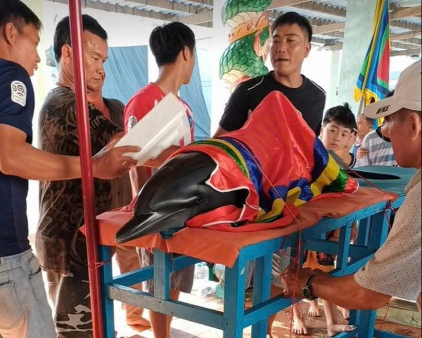 C&aacute; heo dạt v&agrave;o bờ biển S&ocirc;ng Cầu: Người d&acirc;n chờ lễ ch&ocirc;n cất theo phong tục - Ảnh 1.