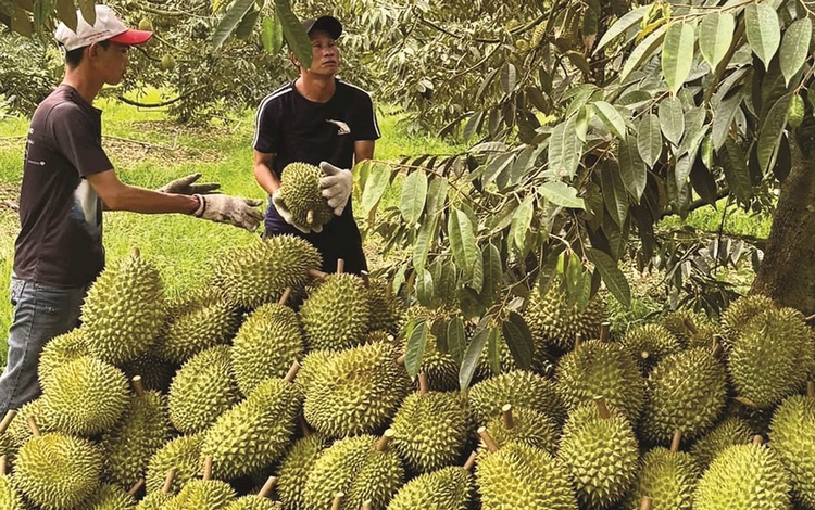L&yacute; do khiến gi&aacute; sầu ri&ecirc;ng giảm trong năm 2026 v&agrave; triển vọng tương lai - Ảnh 1.