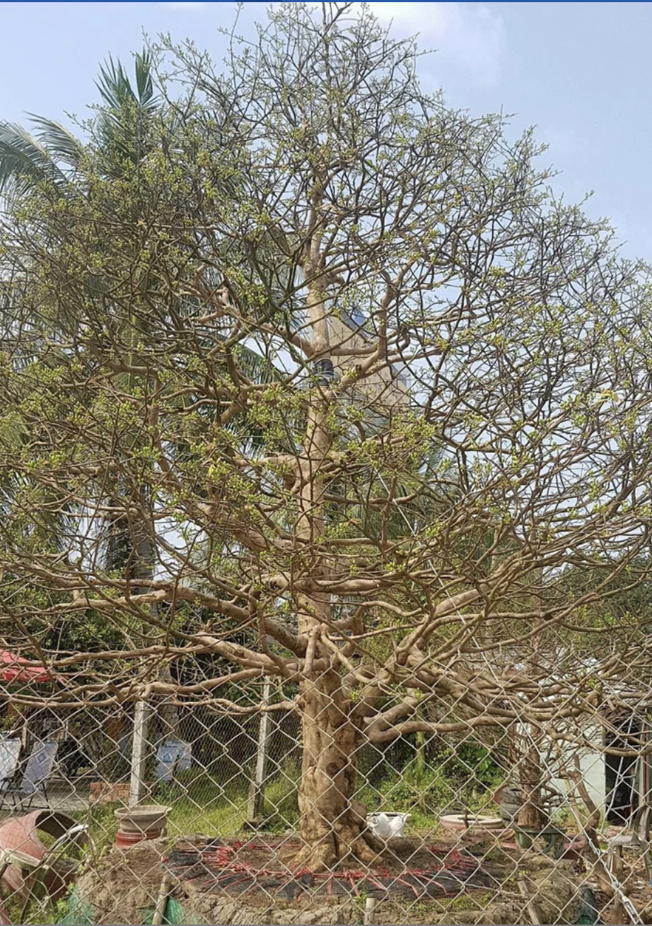 Tịch thu 42 c&acirc;y mai v&agrave;ng kh&ocirc;ng giấy tờ: Người trồng mai ở miền T&acirc;y lo ngại - Ảnh 1.