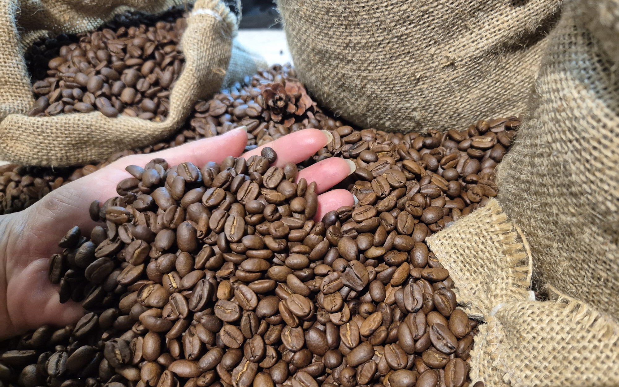 Giá cà phê hôm nay 15 - 4: Robusta tăng mạnh , nguồn cung vẫn là ẩn số - Ảnh 1.