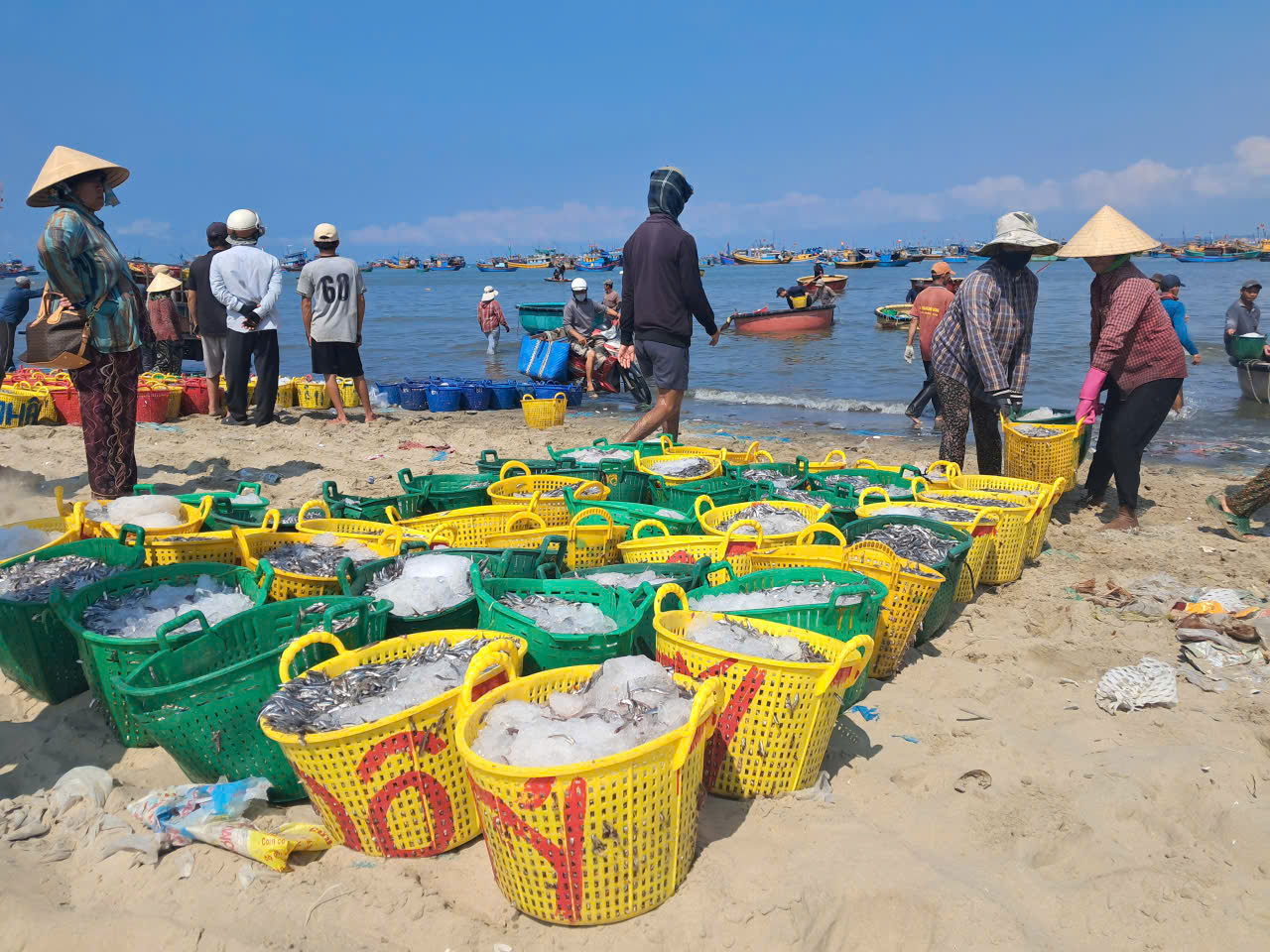 Biển Mũi Né rộn ràng mùa cá cơm - Ảnh 2.