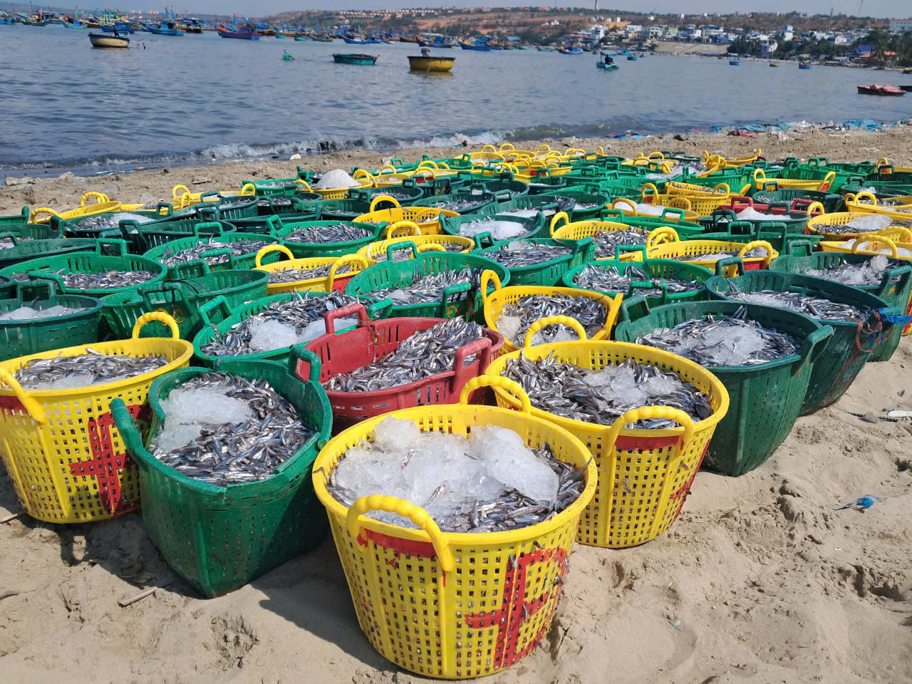 Biển Mũi Né rộn ràng mùa cá cơm - Ảnh 3.