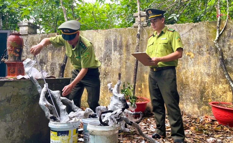 Kiểm l&acirc;m Thanh H&oacute;a xử l&yacute; c&acirc;y muội hồng thu giữ như thế n&agrave;o - Ảnh 1.