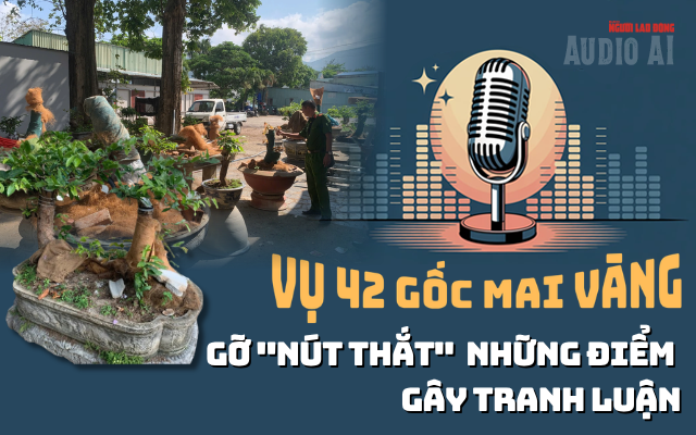Audio AI: Gỡ nút thắt những điểm gây tranh luận vụ 42 gốc mai vàng “không giấy tờ” ở Côn Đảo