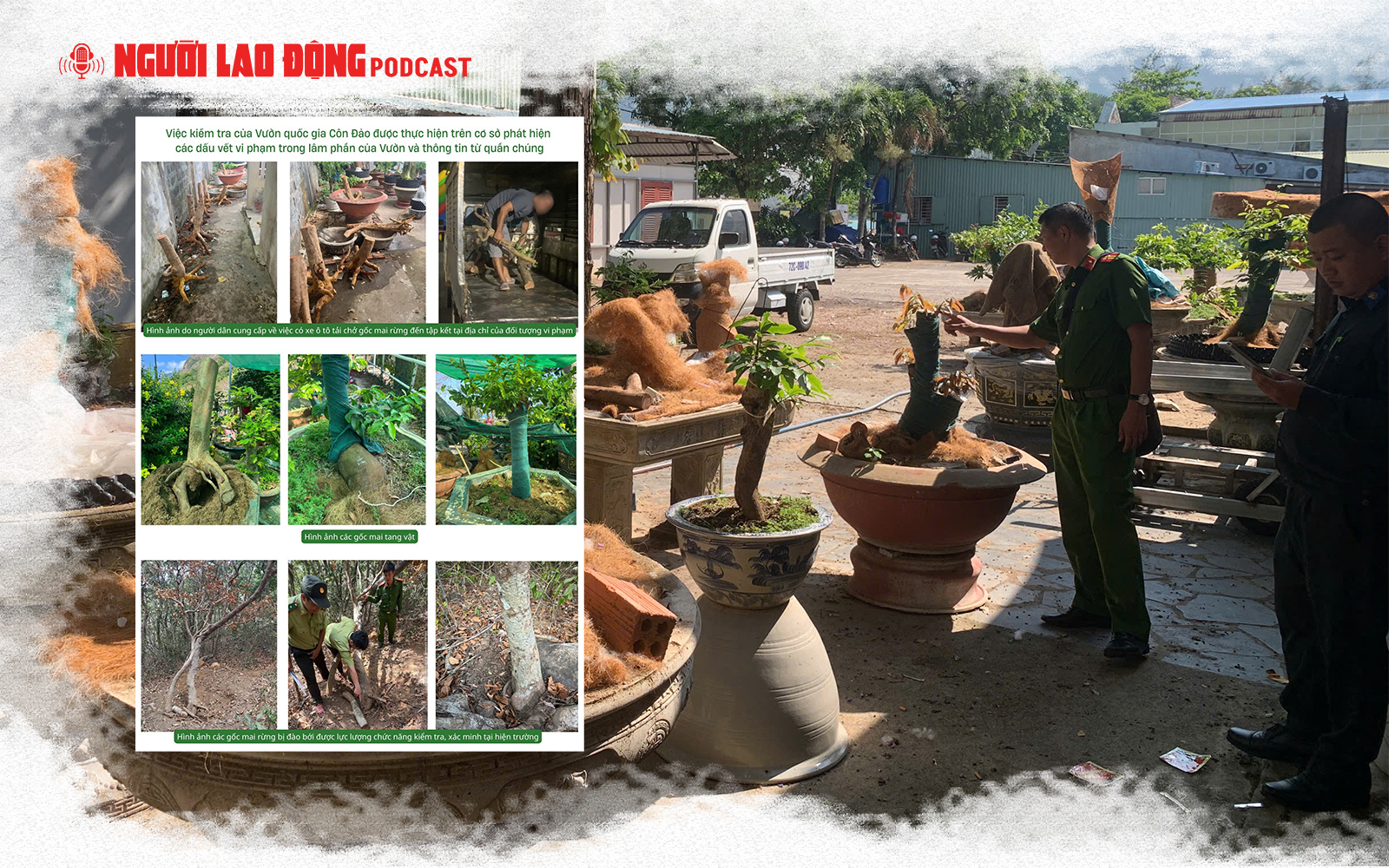 Gỡ nút thắt những điểm gây tranh luận vụ 42 gốc mai vàng “không giấy tờ” ở Côn Đảo