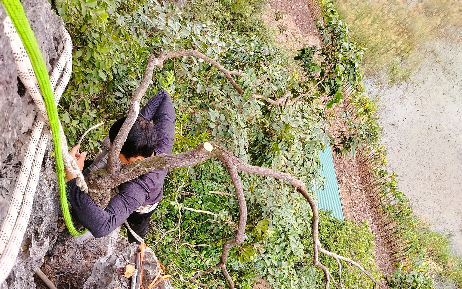 Kiểm lâm thu giữ hàng trăm cây cảnh muội hồng, phạt tiền cả trăm triệu đồng