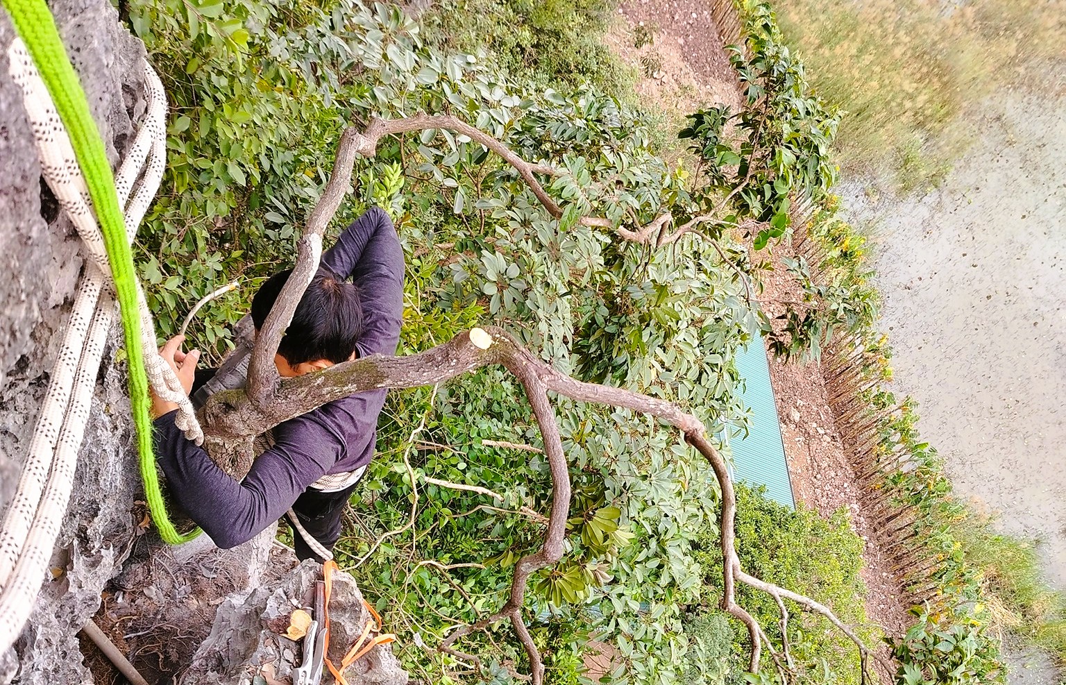 Kiểm l&acirc;m Thanh H&oacute;a xử l&yacute; c&acirc;y muội hồng thu giữ như thế n&agrave;o - Ảnh 3.