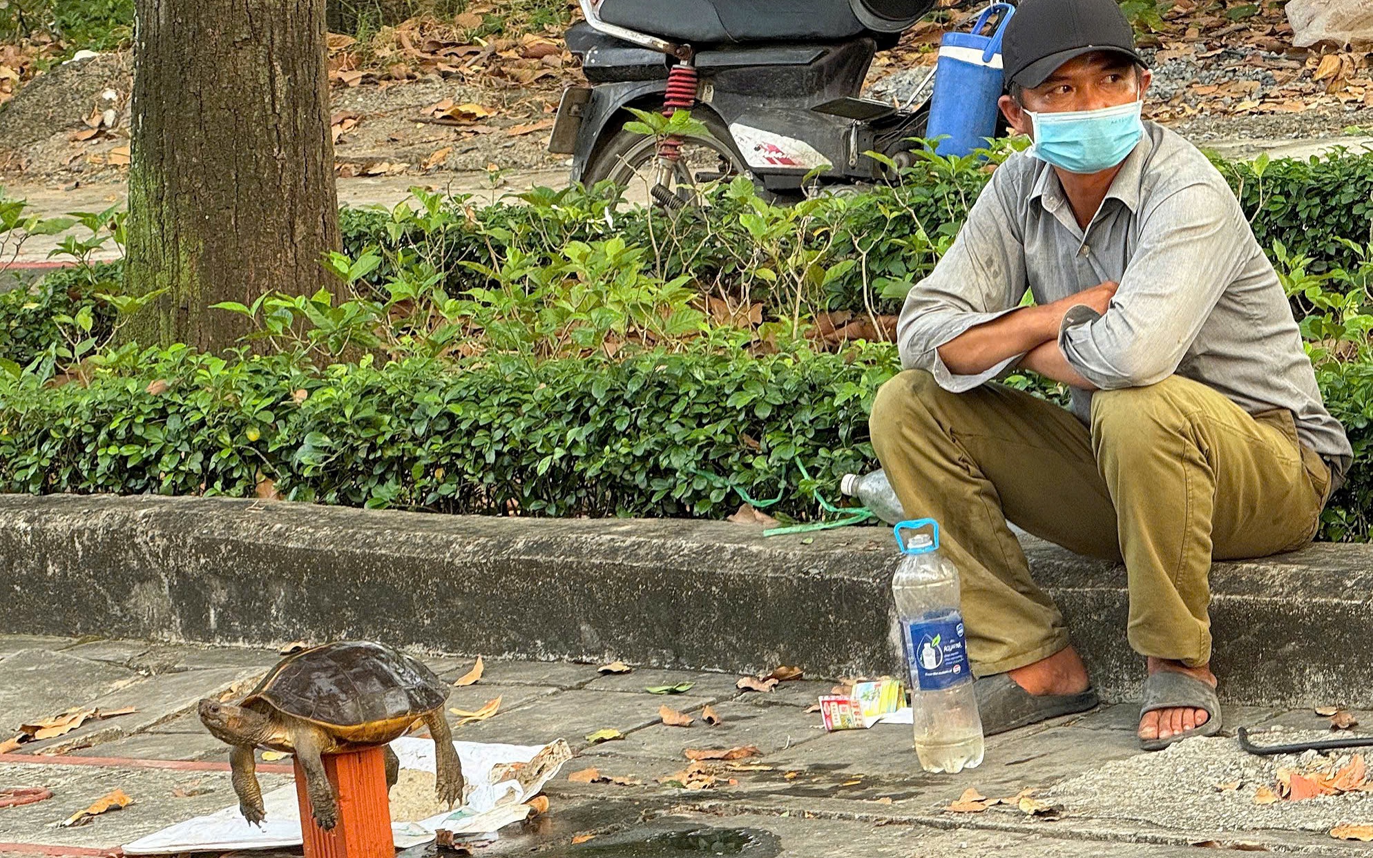 Mua bán rùa để "phóng sinh" - dấu hiệu phạm luật!