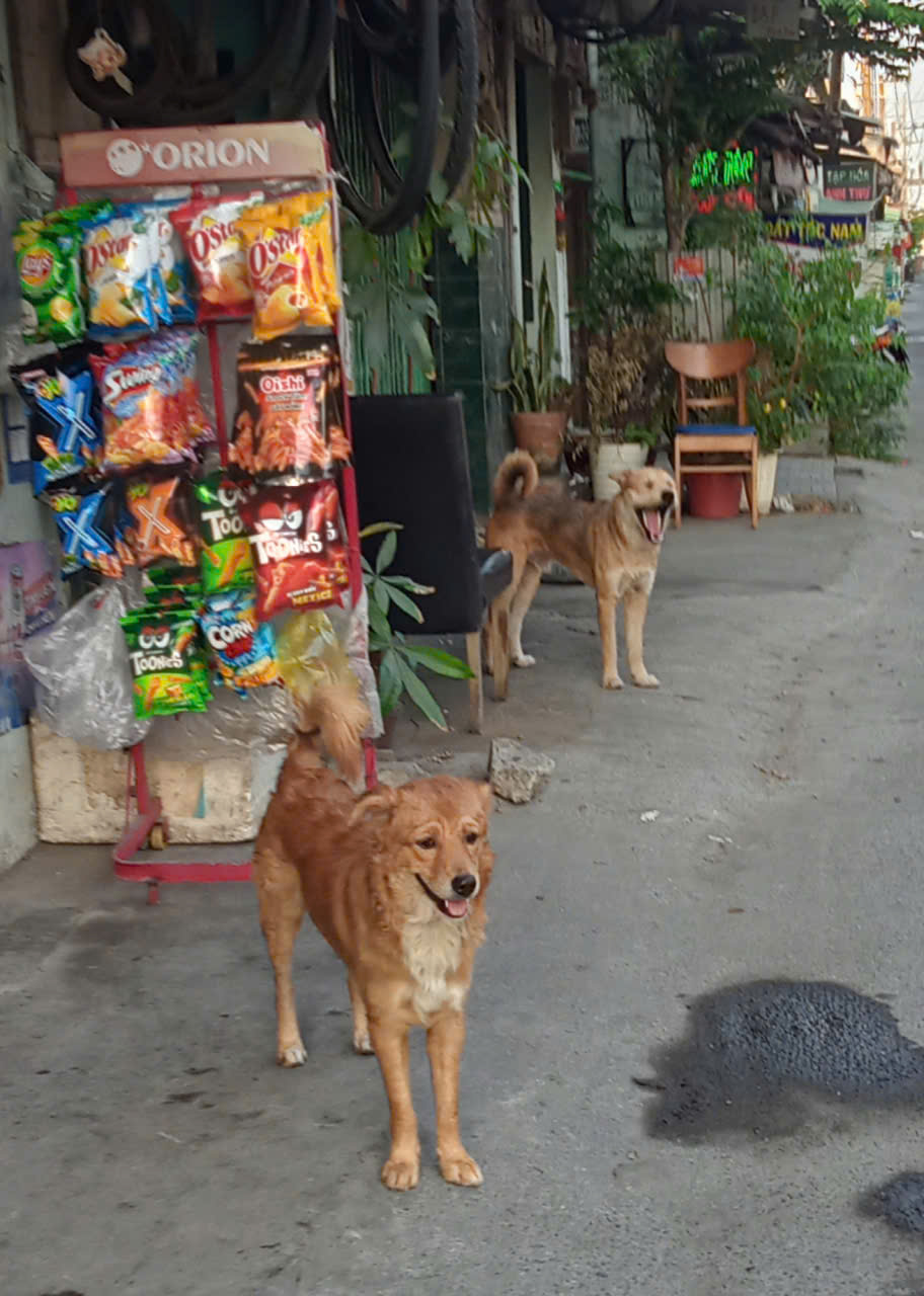 Nỗi lo ch&oacute; thả r&ocirc;ng - Ảnh 4.