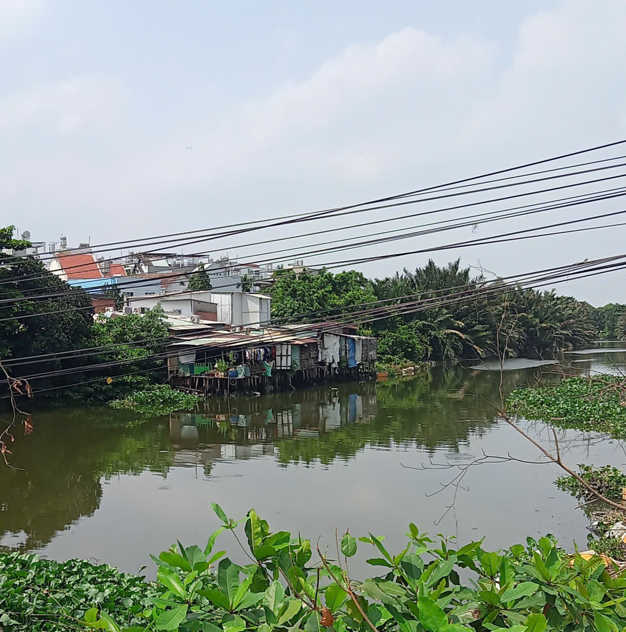 Phản hồi: Gỡ nhánh cây vướng vào dây điện - Ảnh 1.
