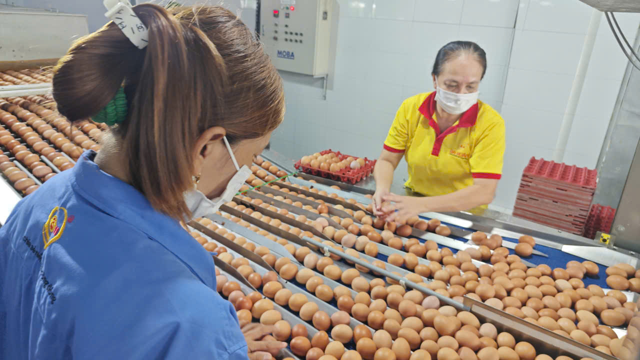 Trứng Ba Hu&acirc;n: Từ thương hiệu mạnh đến khủng hoảng nợ nần 2026 - Ảnh 4.
