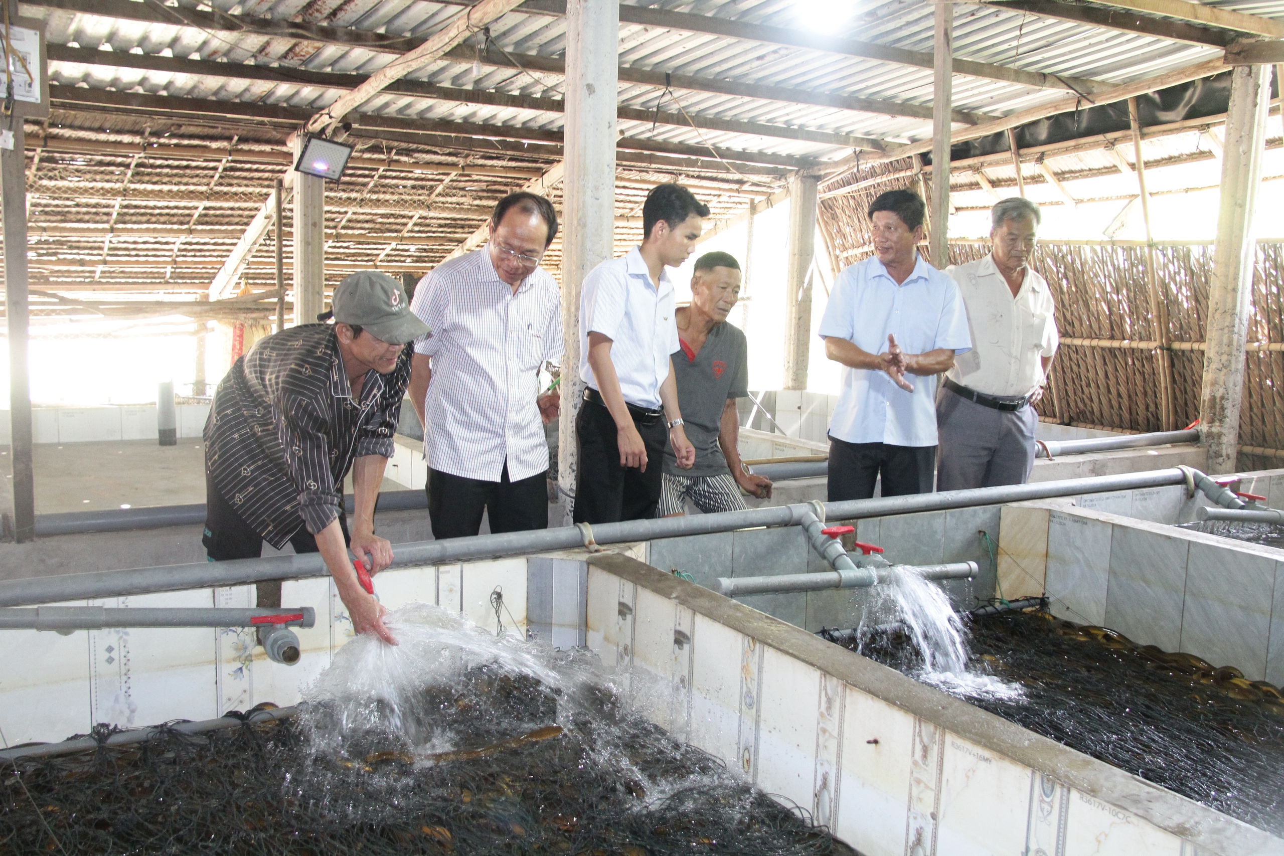 H&igrave;nh ảnh h&agrave;ng chục ng&agrave;n con lươn qu&aacute; lứa, chưa được ti&ecirc;u thụ ở Cần Thơ - Ảnh 1.