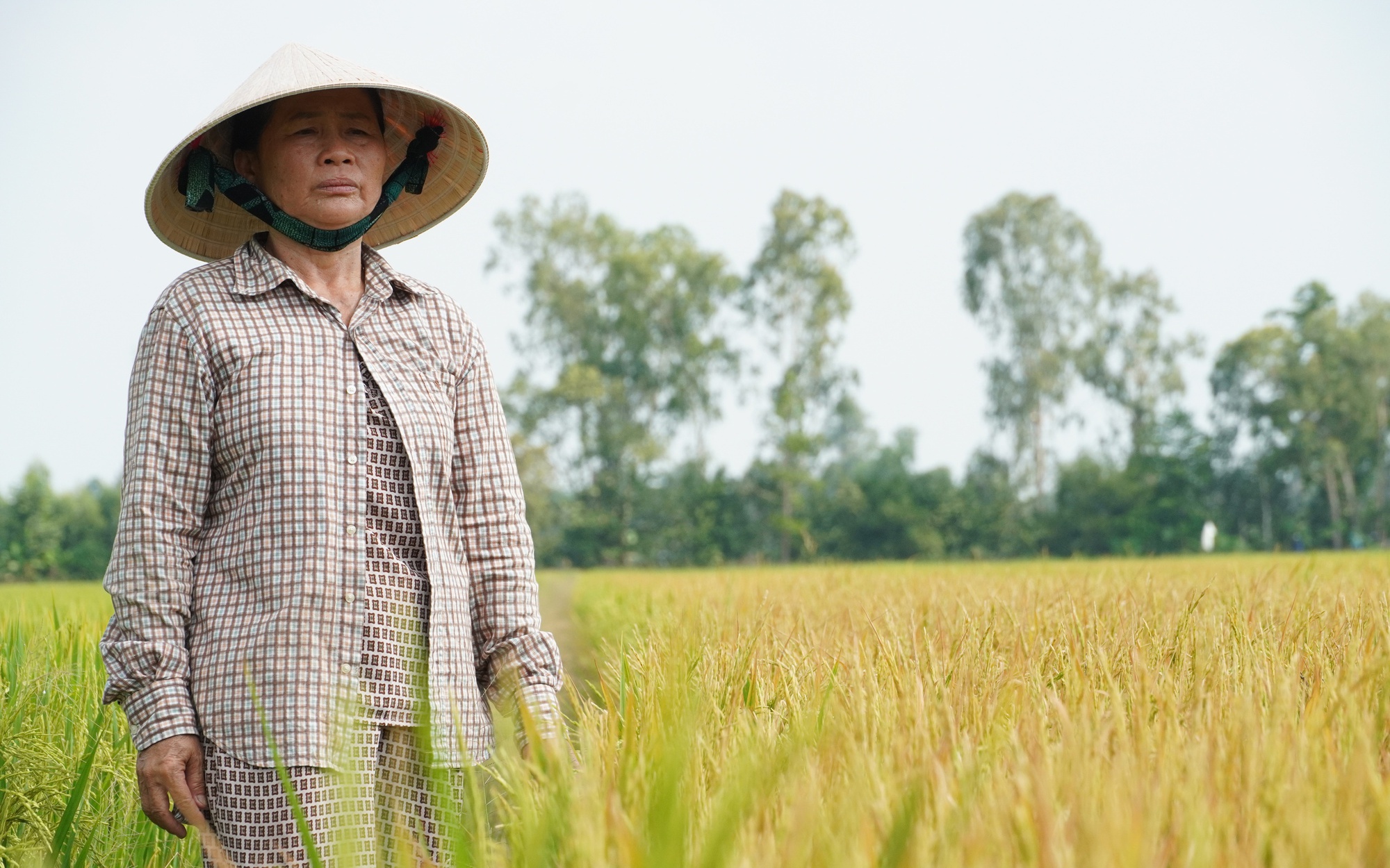 Nhức nhói nạn phá hoại nông, thủy sản của người dân