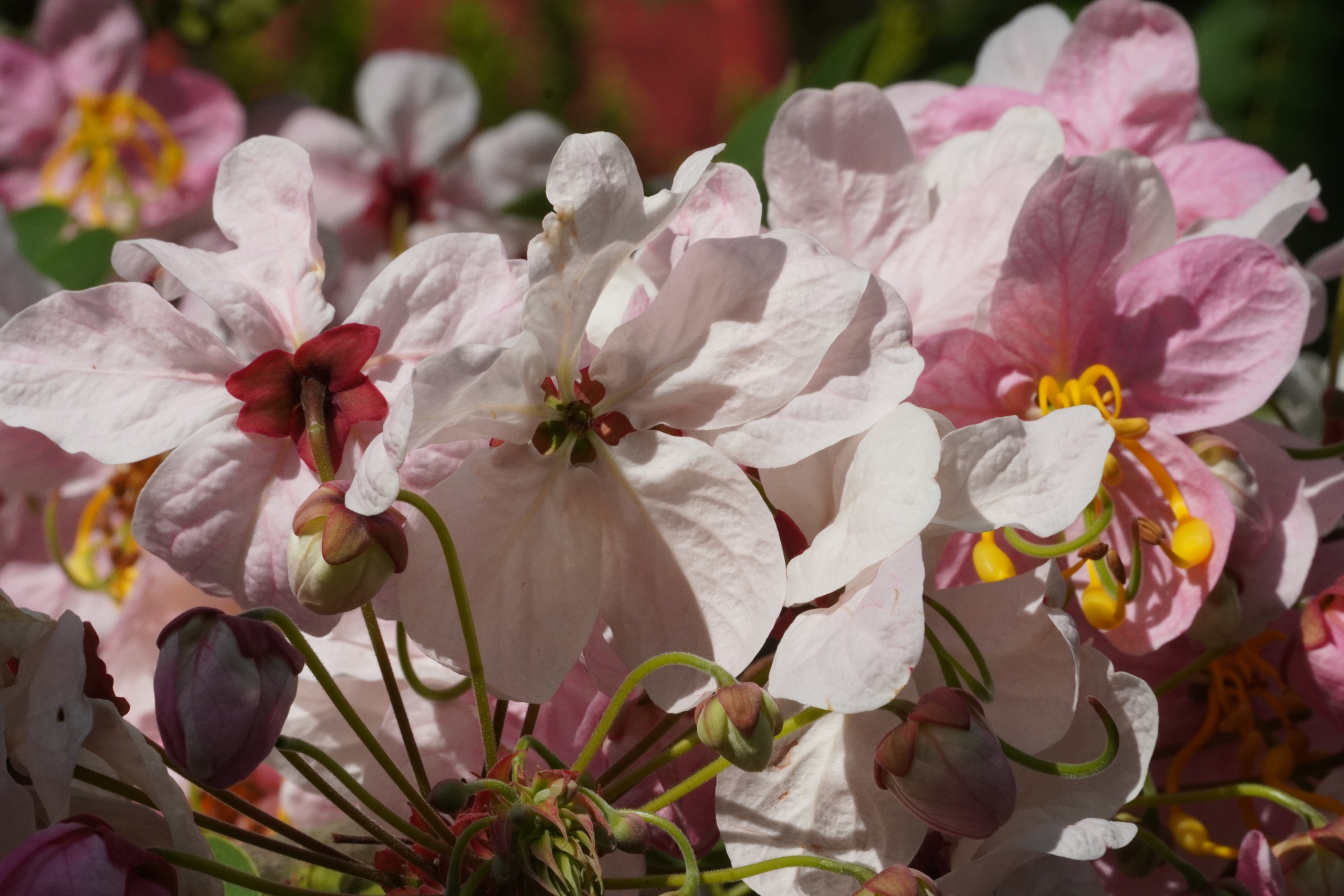 CLIP: Vườn hoa anh đào đang gây sốt ở Sa Đéc - Ảnh 15.