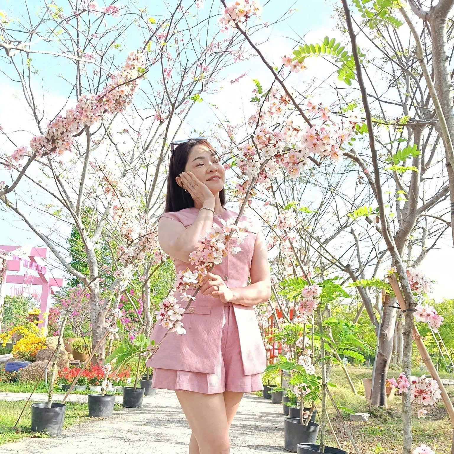 CLIP: Vườn hoa anh đào đang gây sốt ở Sa Đéc - Ảnh 23.