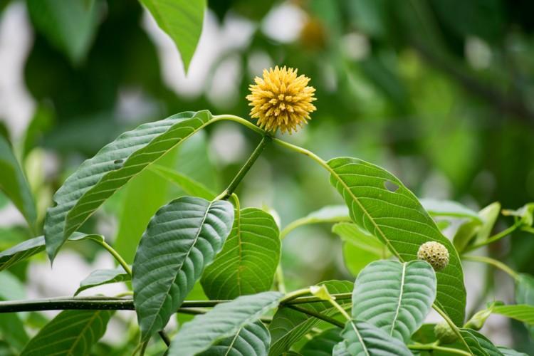 &ldquo;Nậm thoong&rdquo; len lỏi v&ugrave;ng bi&ecirc;n: Cảnh b&aacute;o mới về một dạng chất k&iacute;ch th&iacute;ch tr&aacute; h&igrave;nh - Ảnh 2.