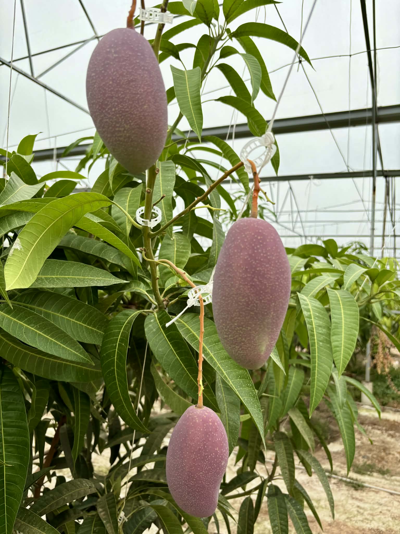 - Ảnh 4.