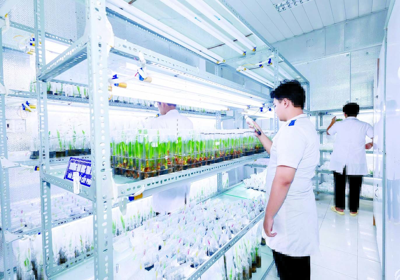 Đại học Tr&agrave; Vinh: Ph&aacute;t triển kỹ thuật nu&ocirc;i cấy m&ocirc;, mở lối cho ng&agrave;nh dừa - Ảnh 1.