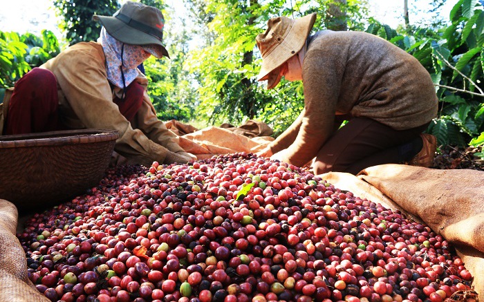 Cà phê Việt bán khắp châu Âu, vì sao người tiêu dùng không biết?