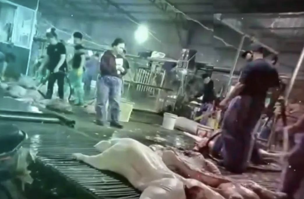 Vụ 300 tấn heo bệnh tại Hà Nội: Điều tra pháp luật và trách nhiệm các đơn vị liên quan - Ảnh 2.
