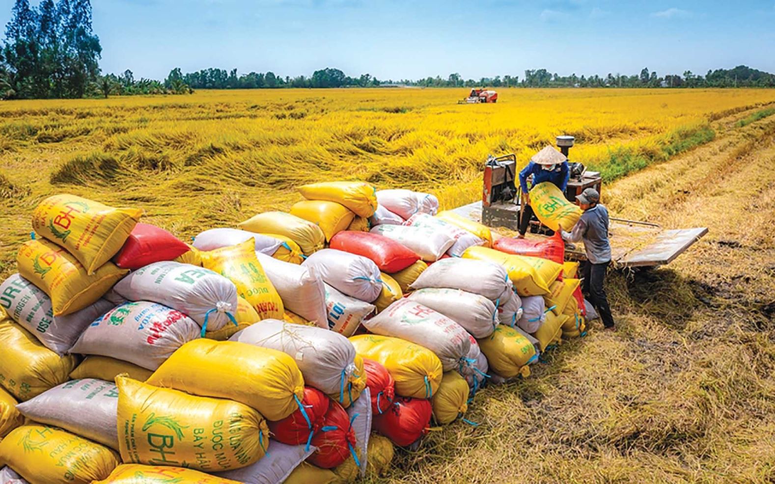 Dự báo giá lúa gạo sẽ sớm ổn định