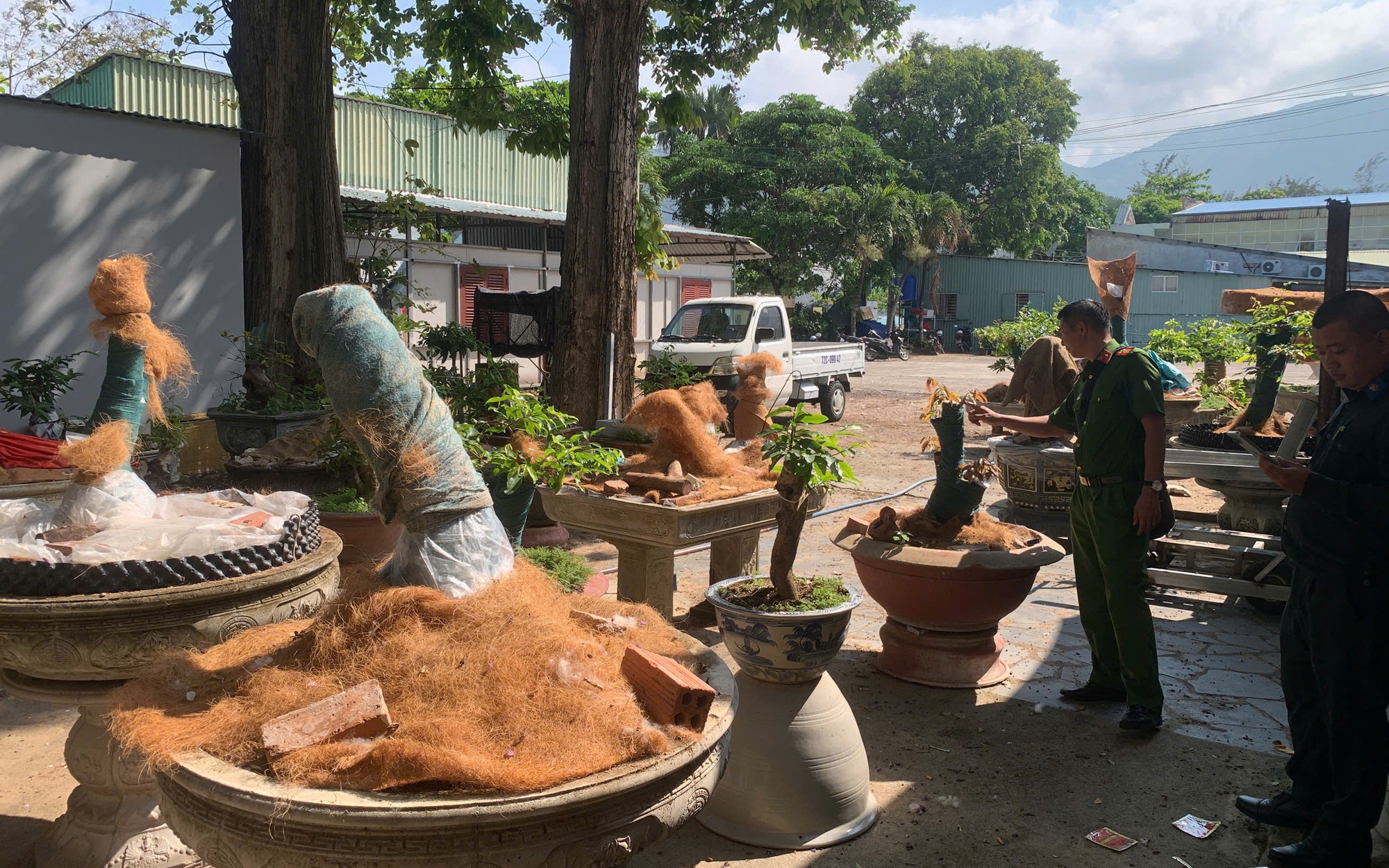 Phạt tiền và tịch thu 42 cây mai vàng không rõ nguồn gốc tại Côn Đảo