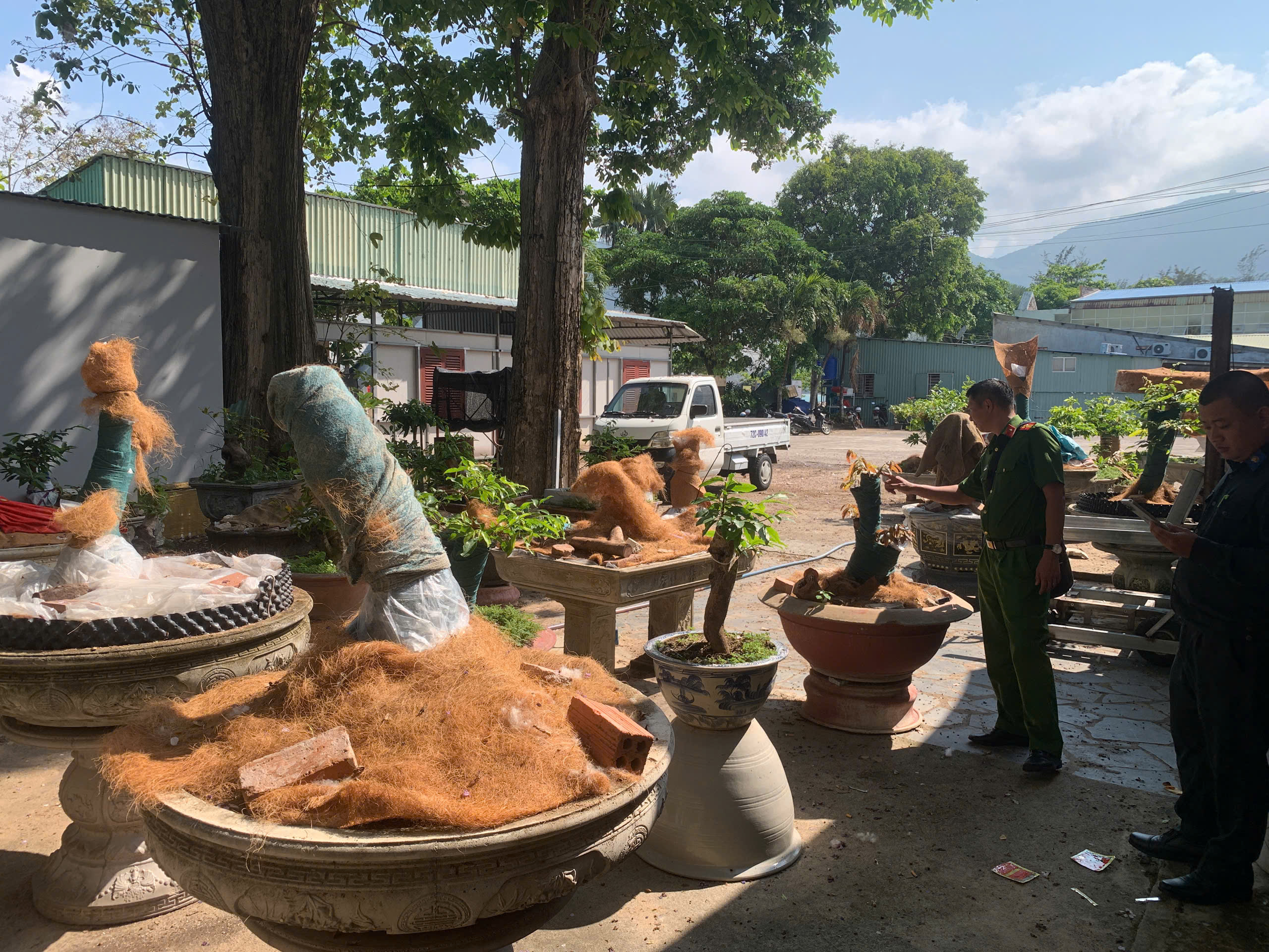 Hạt Kiểm lâm Côn Đảo xử phạt 42 cây mai vàng không rõ nguồn gốc - Ảnh 1.