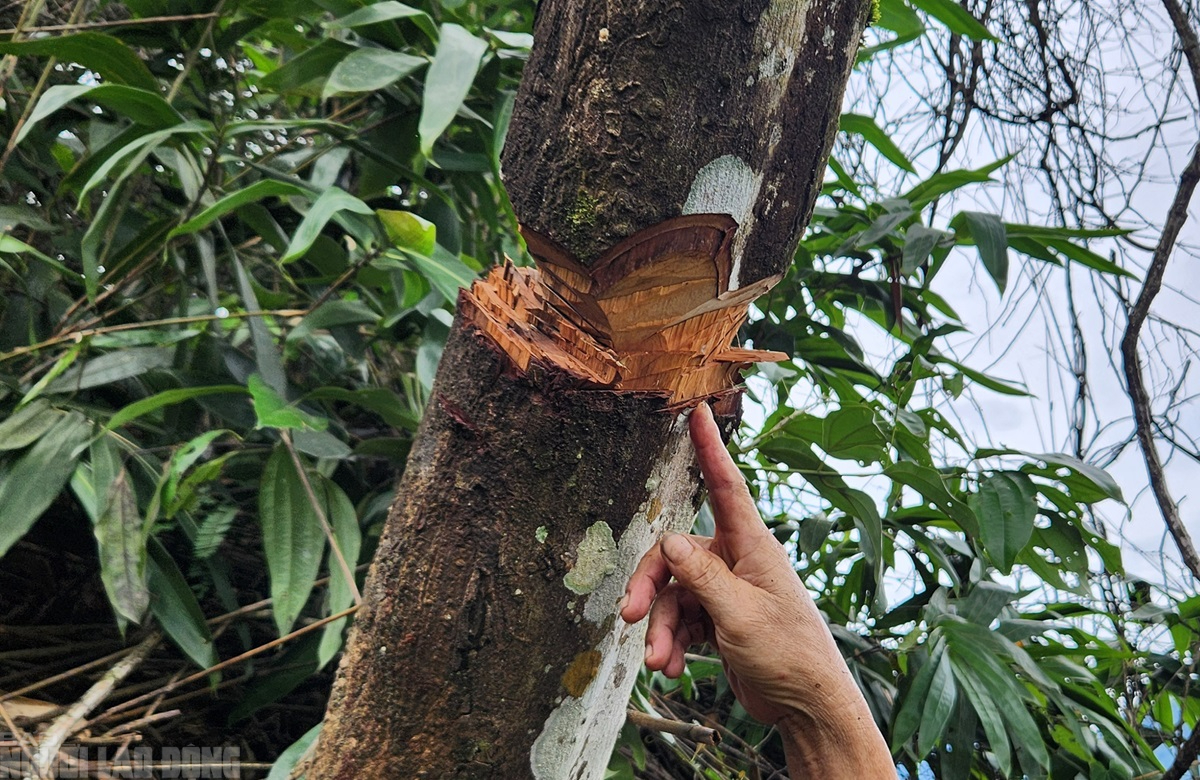 Vụ bất thường cây rừng tự nhiên bị triệt hạ: Sau hơn 1 năm đã xác định được thủ phạm - Ảnh 6.