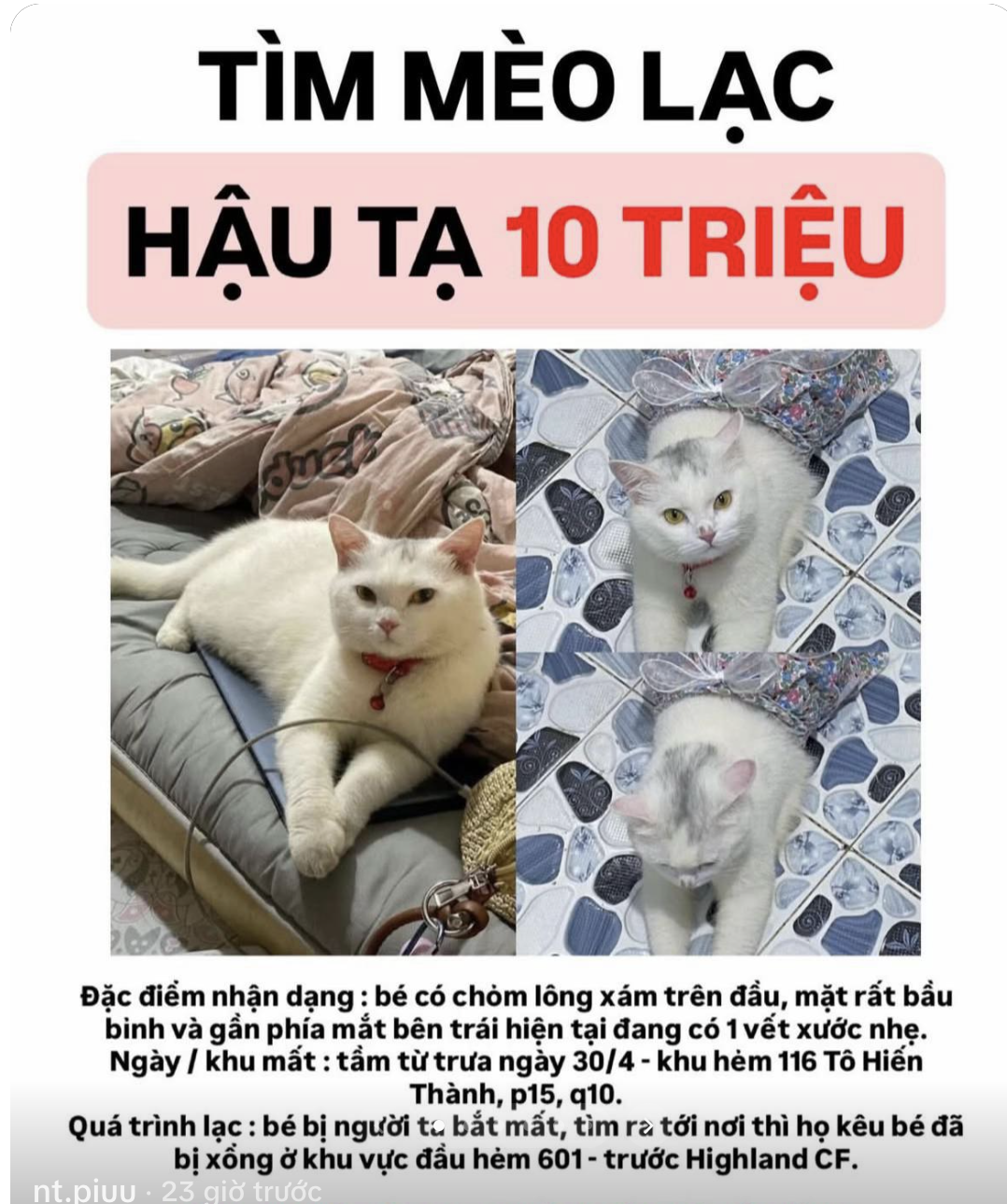 Cô gái ở TPHCM cầu cứu tìm mèo lạc, hứa hậu tạ 10 triệu - Ảnh 1.