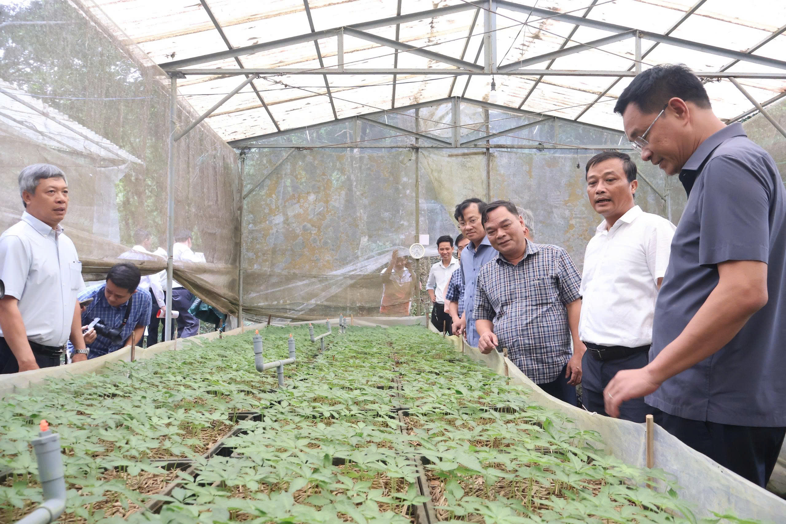 Bí thư Đà Nẵng kêu gọi doanh nghiệp lớn nâng tầm "quốc bảo" sâm Ngọc Linh - Ảnh 2.