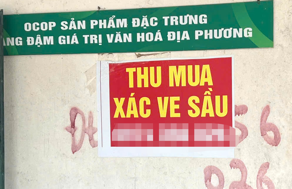 Người d&acirc;n Gia Lai đổ x&ocirc; t&igrave;m x&aacute;c ve sầu b&aacute;n với gi&aacute; cao kỷ lục 2026 - Ảnh 4.