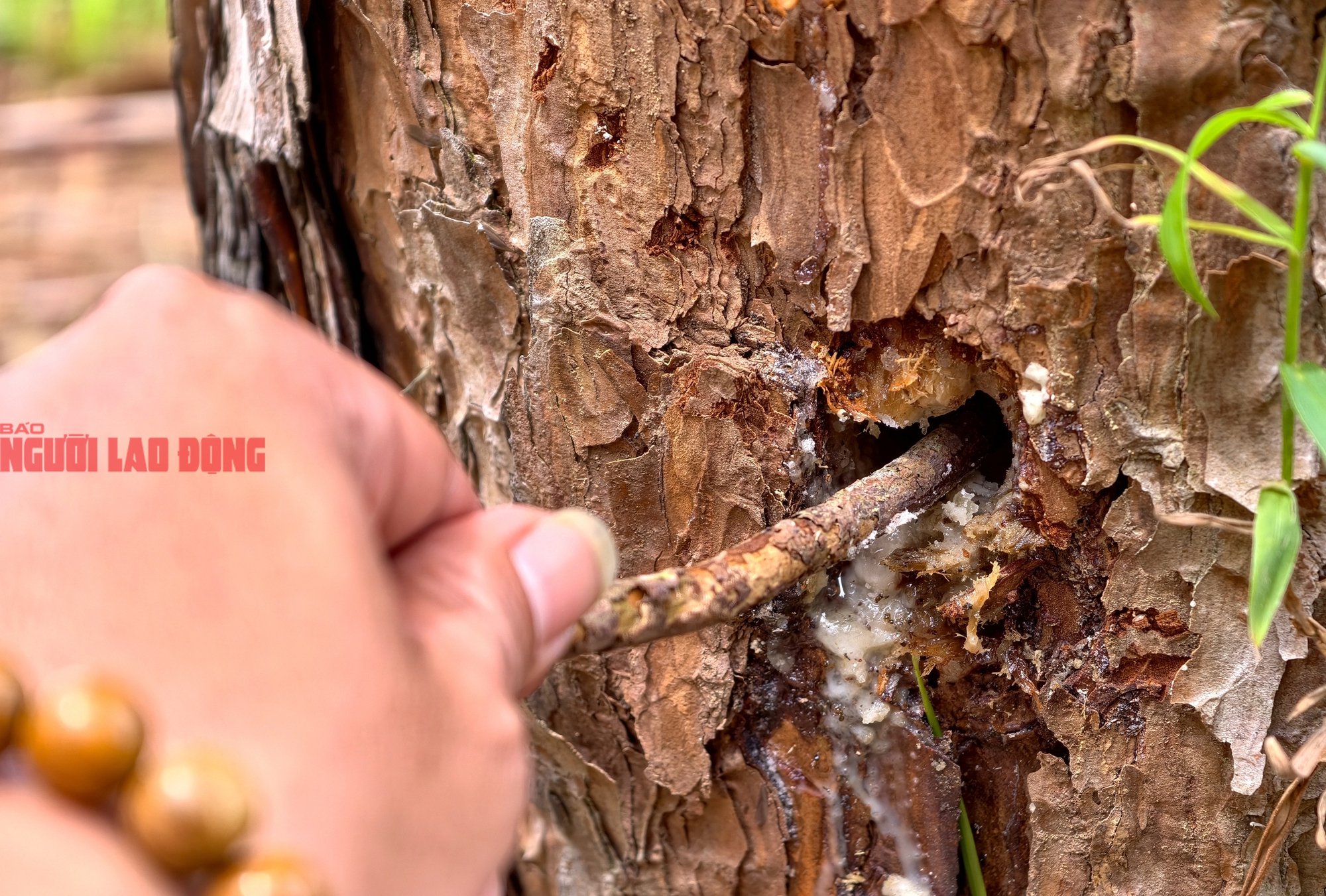 L&acirc;m Đồng: Hiện trường vụ h&agrave;ng trăm c&acirc;y th&ocirc;ng bị đầu độc bằng h&oacute;a chất - Ảnh 6.