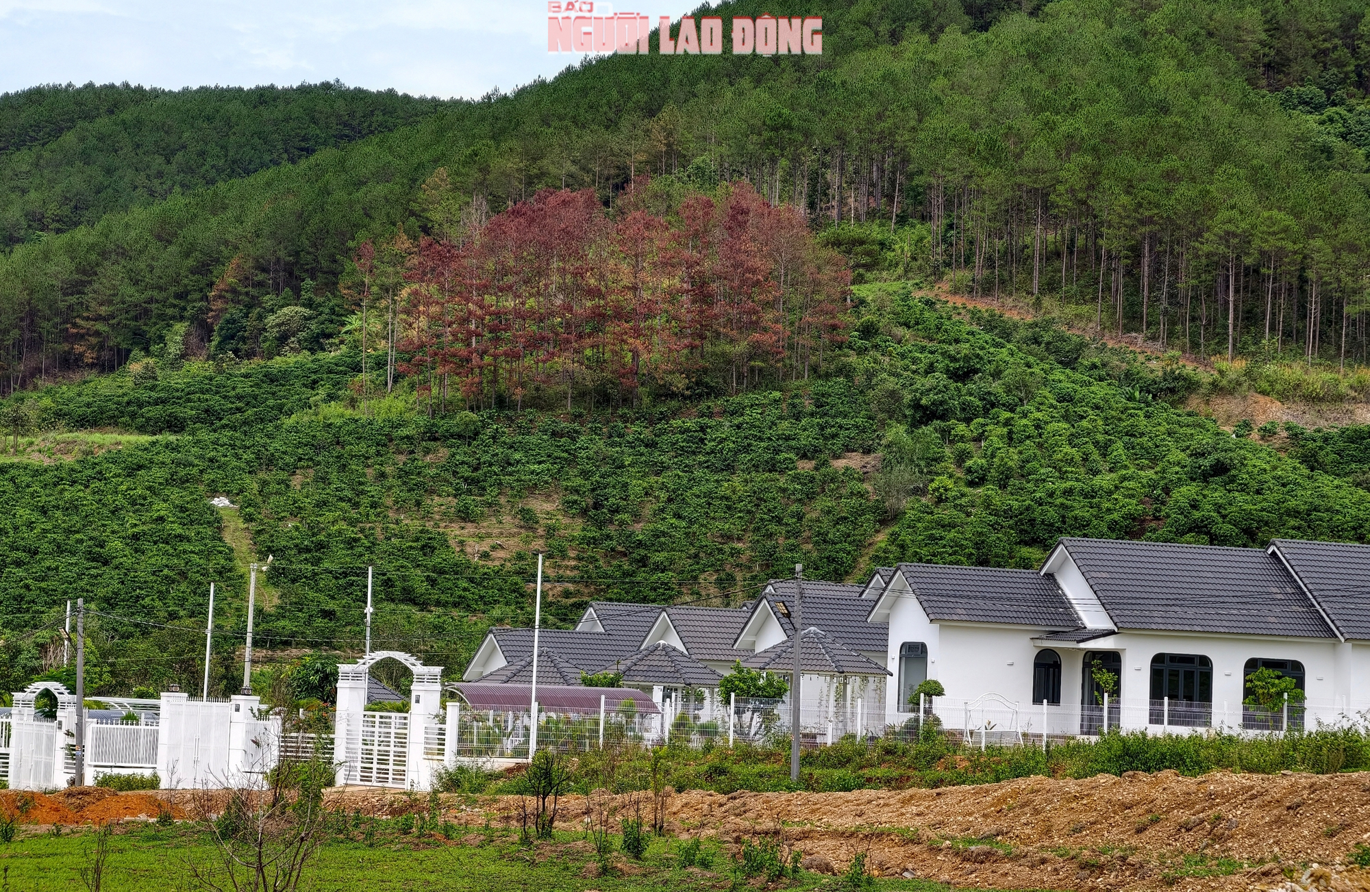 L&acirc;m Đồng: Hiện trường vụ h&agrave;ng trăm c&acirc;y th&ocirc;ng bị đầu độc bằng h&oacute;a chất - Ảnh 9.