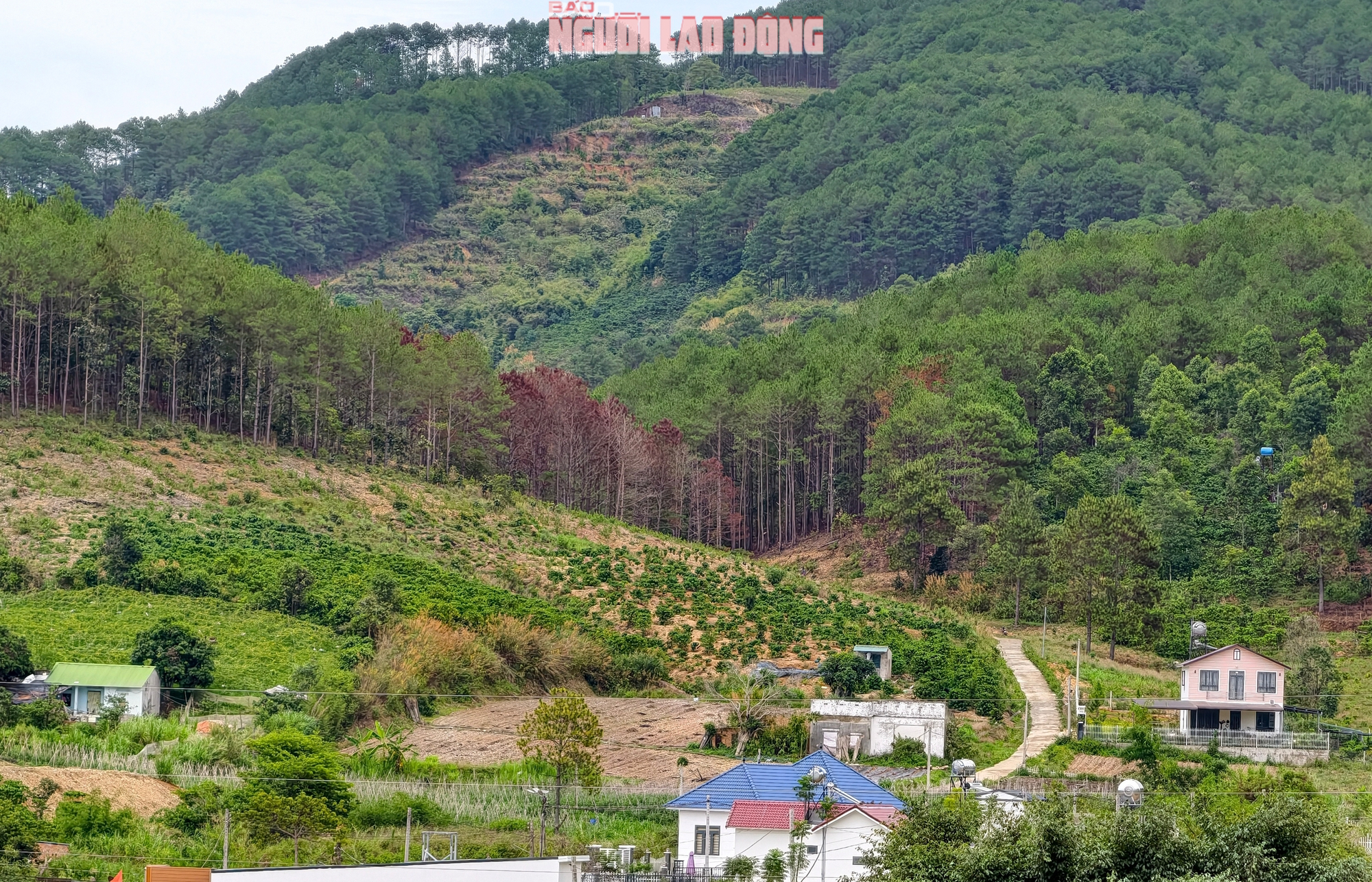 L&acirc;m Đồng: Hiện trường vụ h&agrave;ng trăm c&acirc;y th&ocirc;ng bị đầu độc bằng h&oacute;a chất - Ảnh 10.