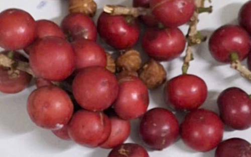 Hơn 200 học sinh nghi ngộ độc sau khi ăn quả lạ